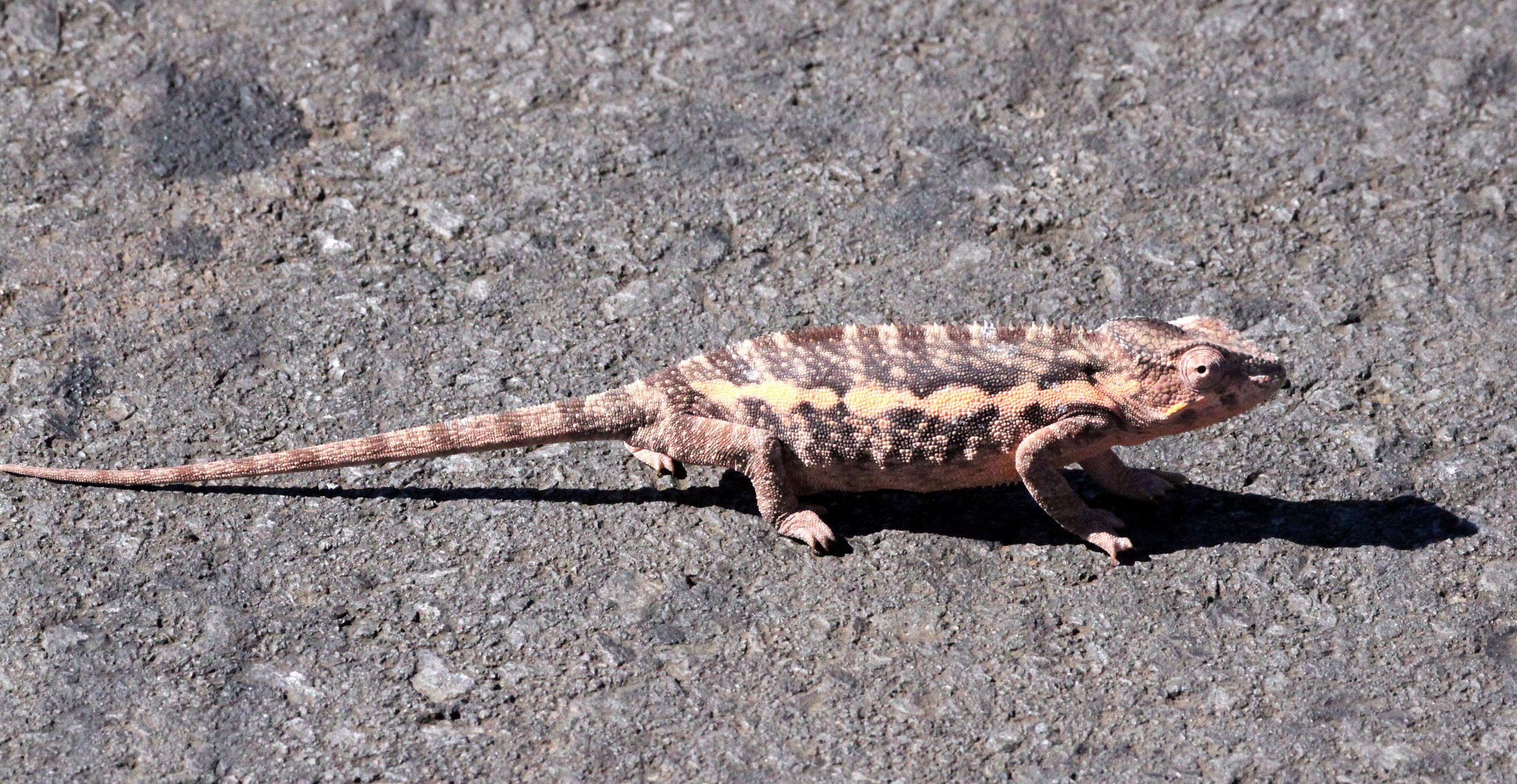 Furcifer pardalis - PANTHER CHAMELEON - MALE AND FEMALE - MONTAGNE D'AMBRE NATIONAL PARK MADAGASCAR (10).JPG