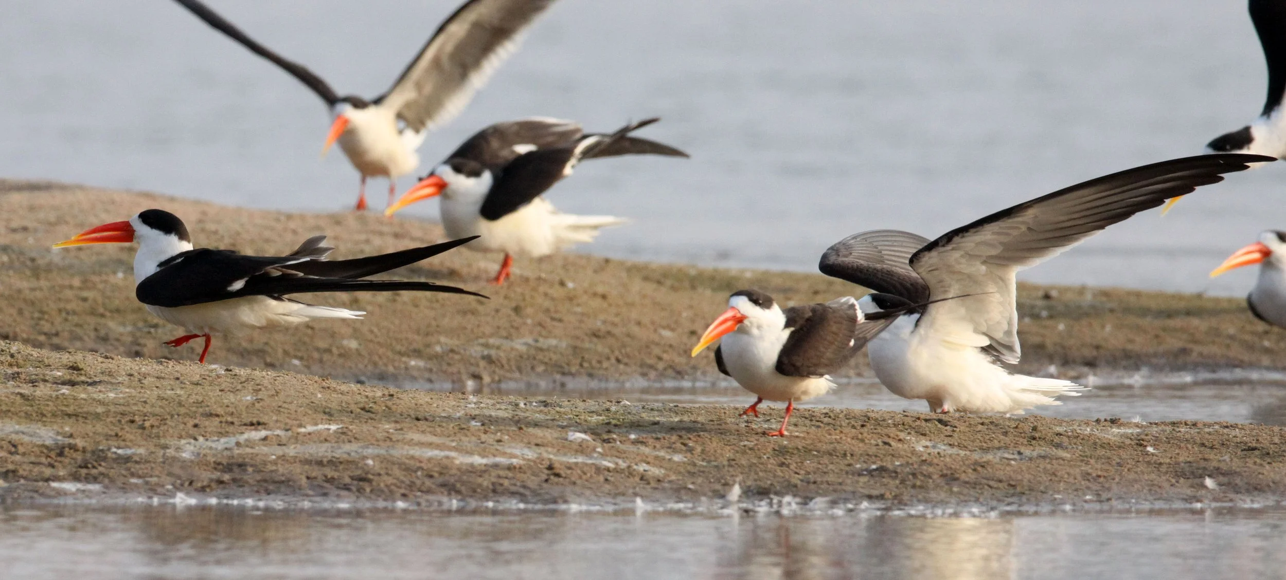 BIRD - SKIMMER - INDIAN SKIMMER - CHAMBAL SANCTUARY INDIA (100).JPG