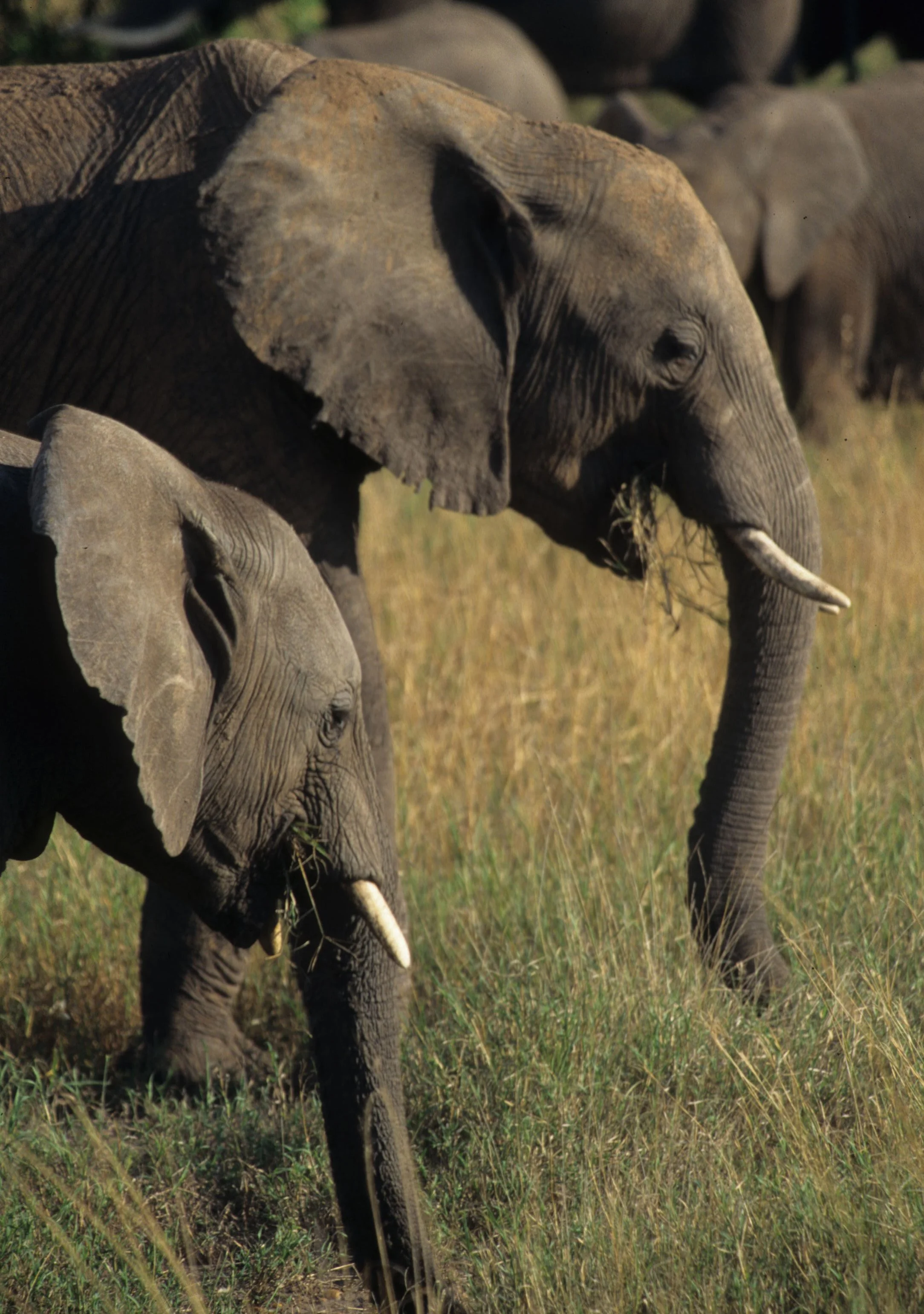 ELEPHANT - SERENGETI 77.jpg