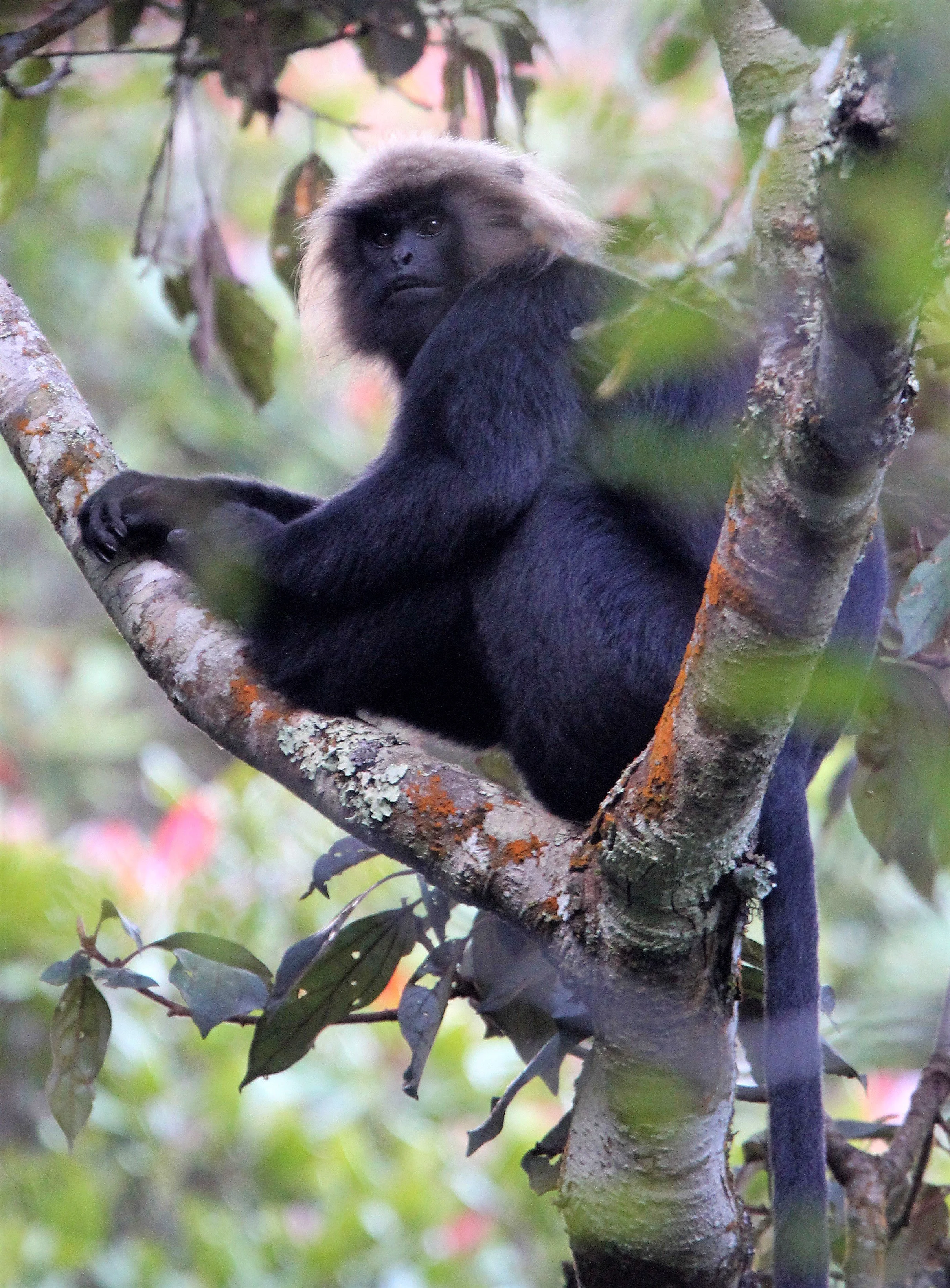 CERCOPITHECIDAE - Semnopithecus johnii - NILGIRI LANGUR - PAMPADUM SHOLA NATIONAL PARK, KERALA INDIA aa1.jpg