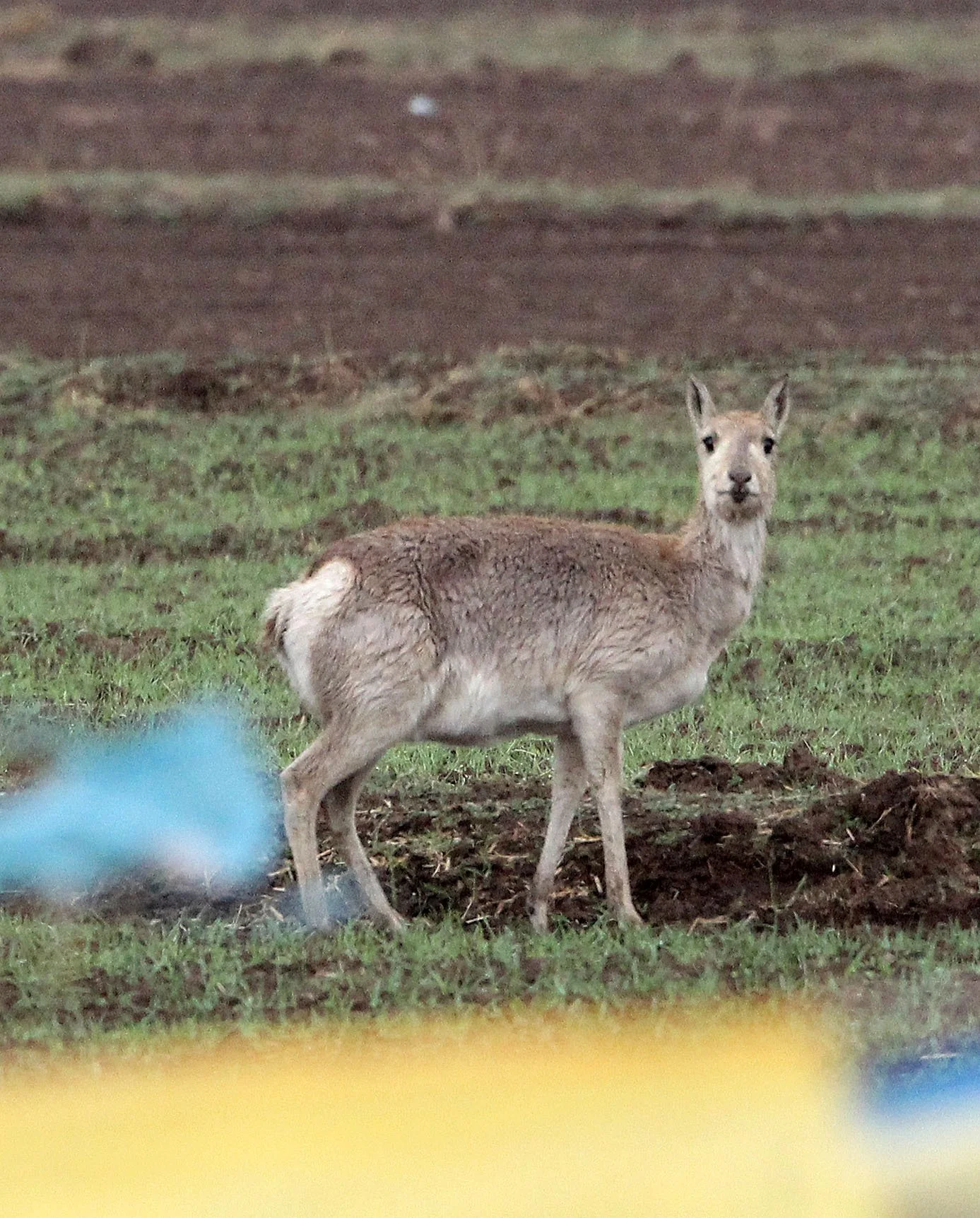 GAZELLE - PRZEWALSKI'S GAZELLE - Procapra przewalskii - QINGHAI LAKE CHINA (9).JPG