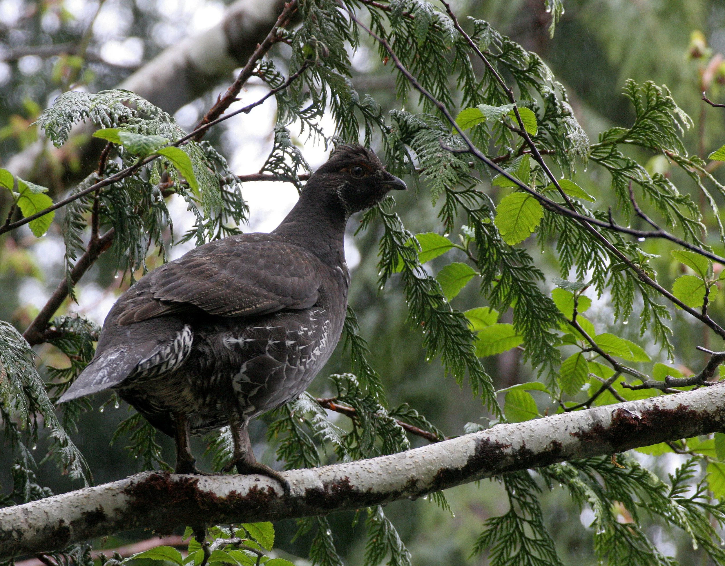 GROUSE - SOOTY (BLUE) GROUSE - Dendragapus fuliginosus - DUNCAN CEDAR TREE ROAD - HOH RIVER VALLEY WA  (60).JPG