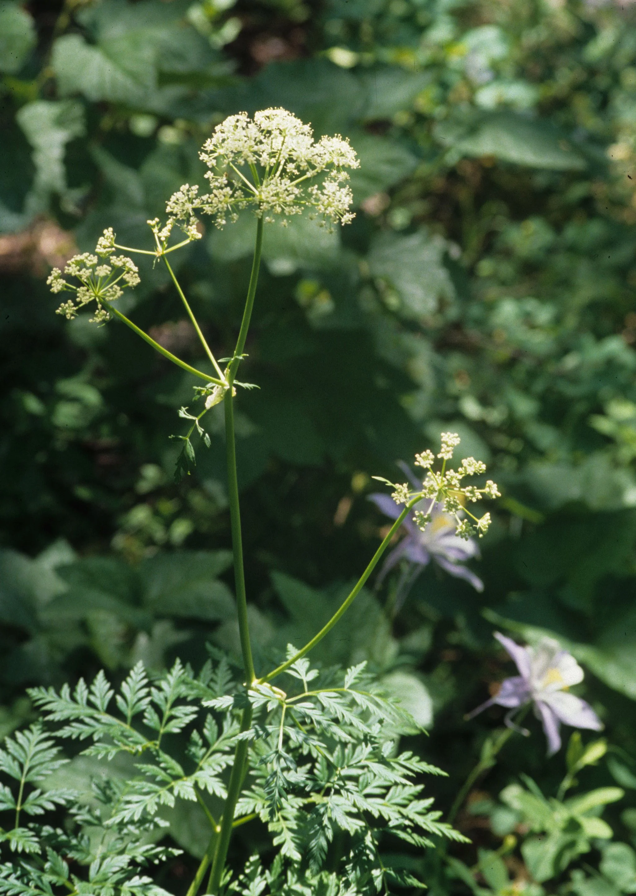 COLORADO - ROCKIES NATIONAL PARK  - UMBELLIFEREAE SPECIES.jpg