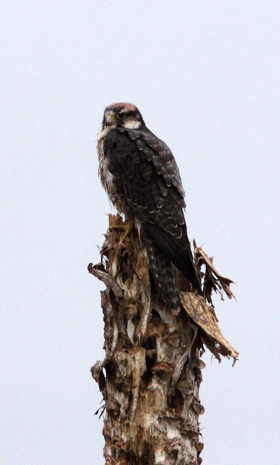 Falco biarmicus - LANNER FALCON - BALE MOUNTAINS NATIONAL PARK ETHIOPIA (41).JPG