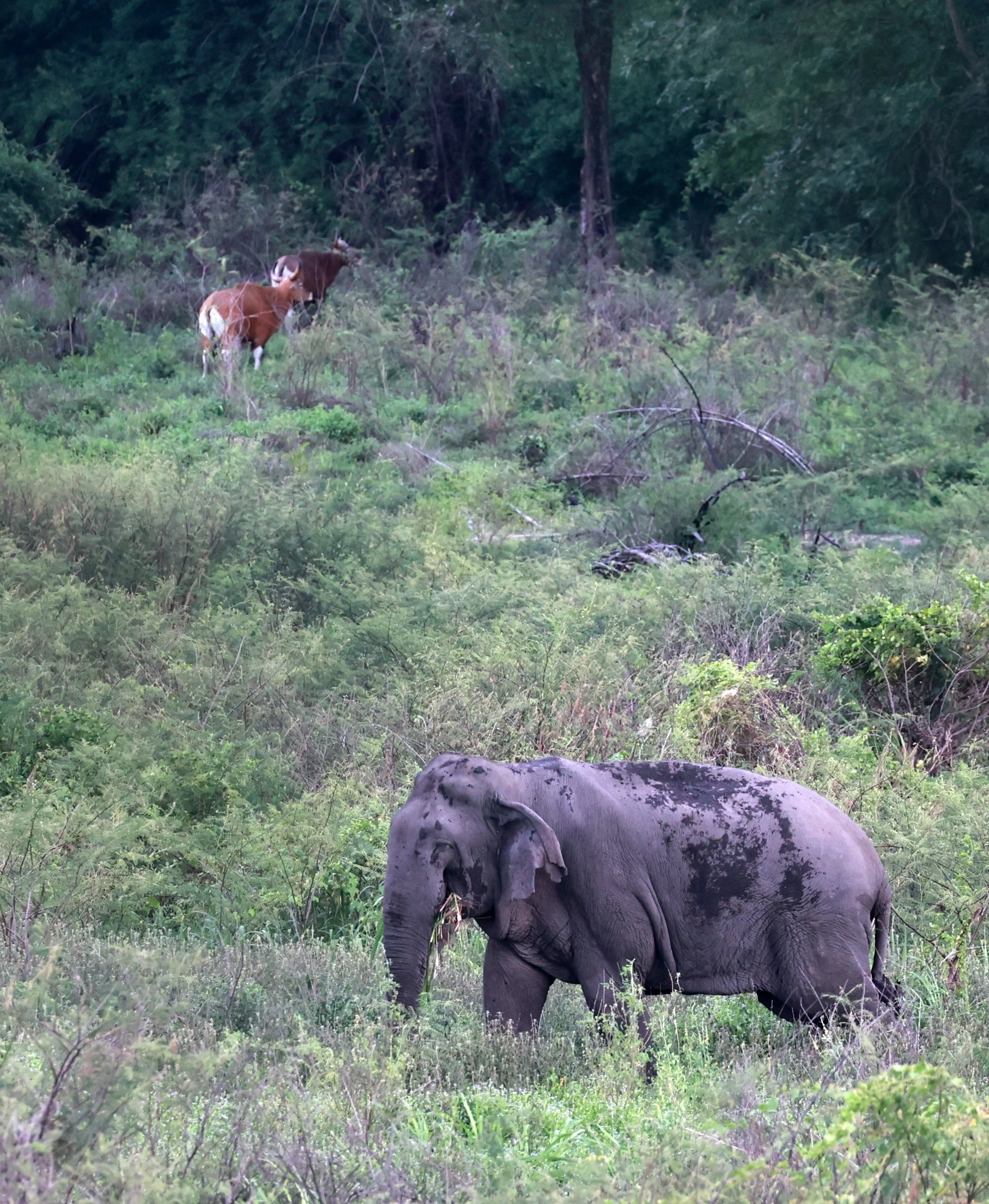 Population: WEFCOM holds a vital metapopulation of approximately 642 individuals (as of 2017 estimates). While global populations are in decline, the wild elephant population across Thailand has shown an increasing trend over the last 14 years.