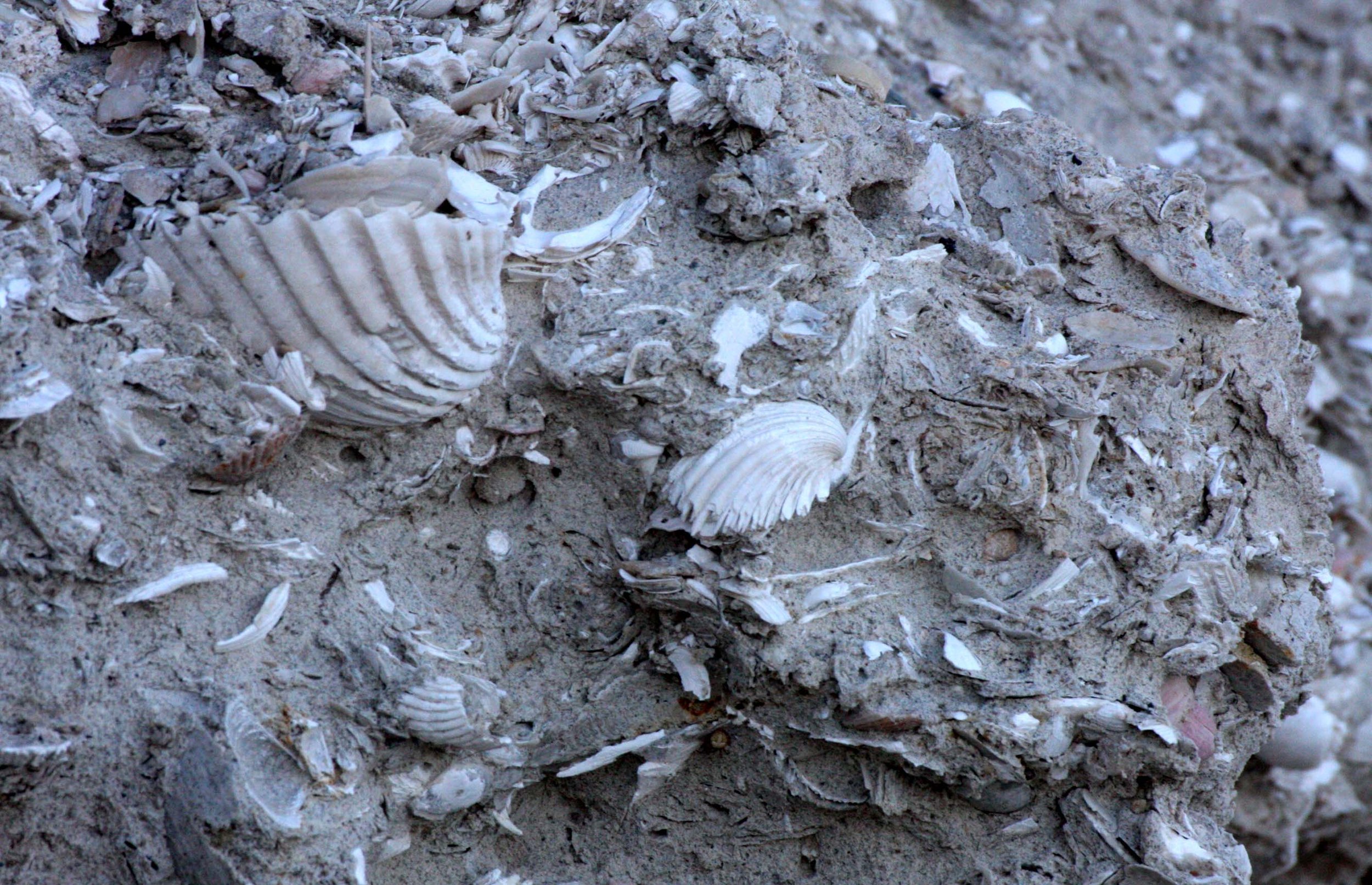 SAN IGNACIO LAGOON BAJA MEXICO - SHELL-FILLED EARTH.JPG