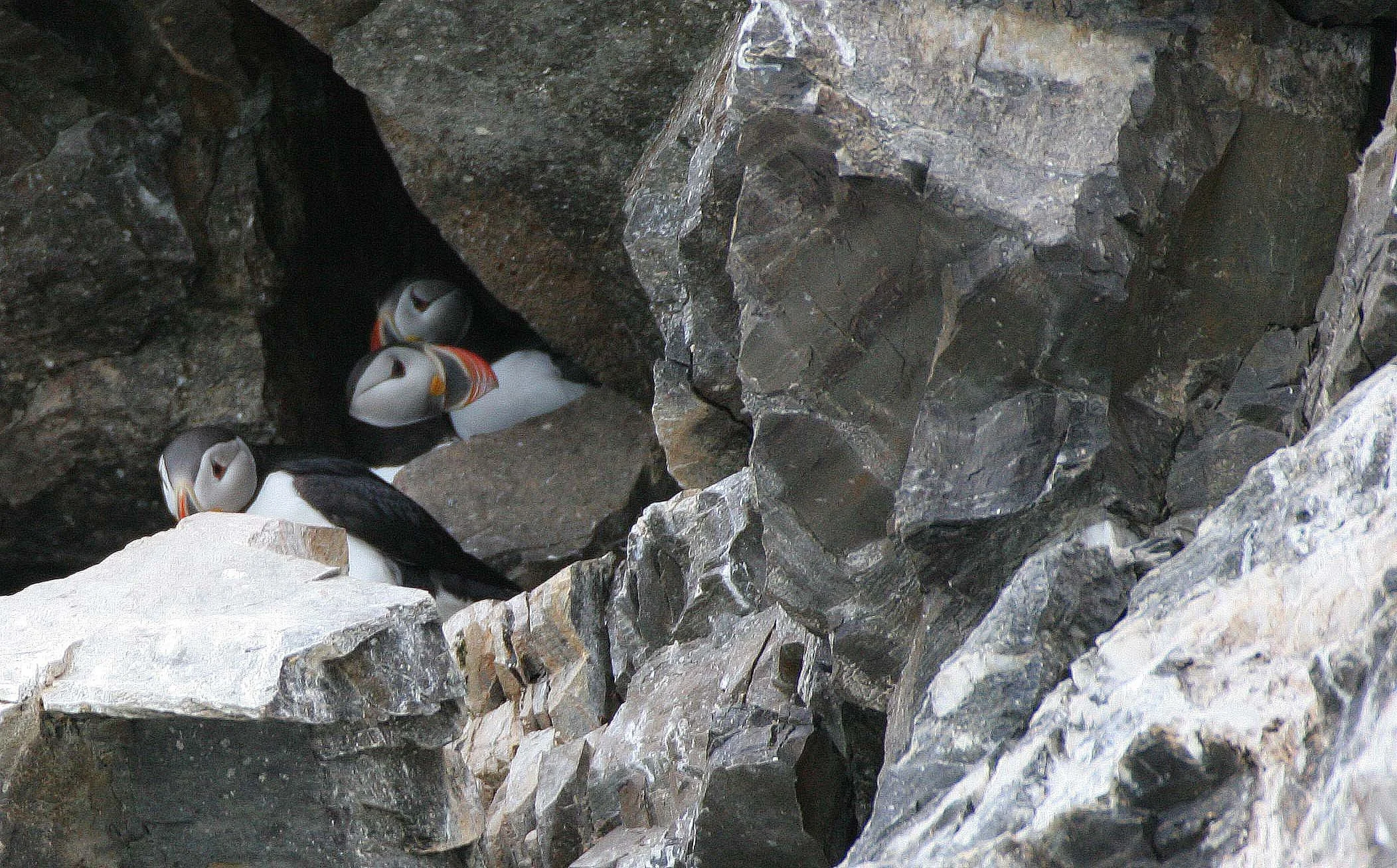 Fratercula arctica - ATLANTIC PUFFIN - SVALBARD (46).jpg