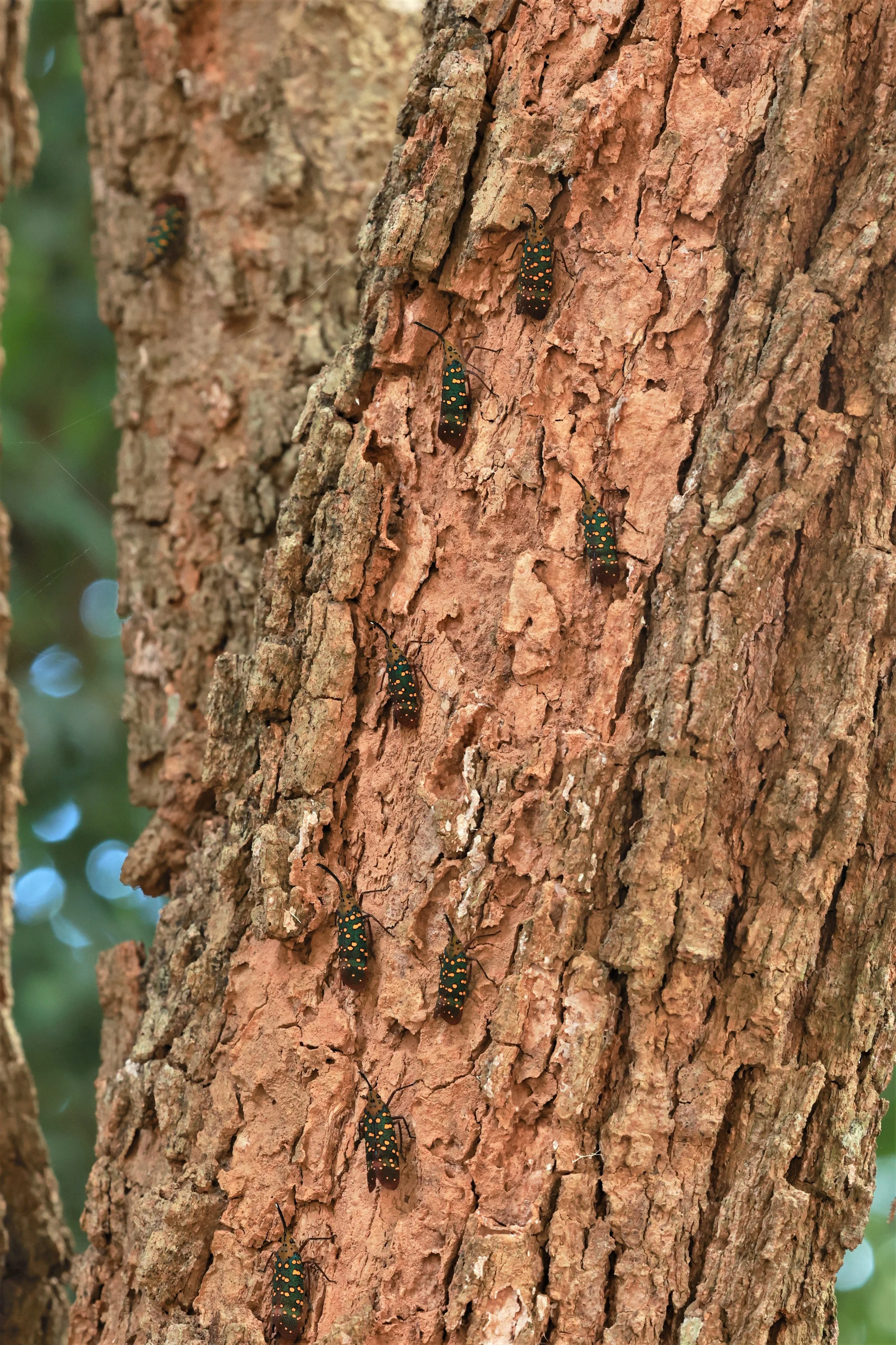 Lantern Bug (Saiva gemmata)
