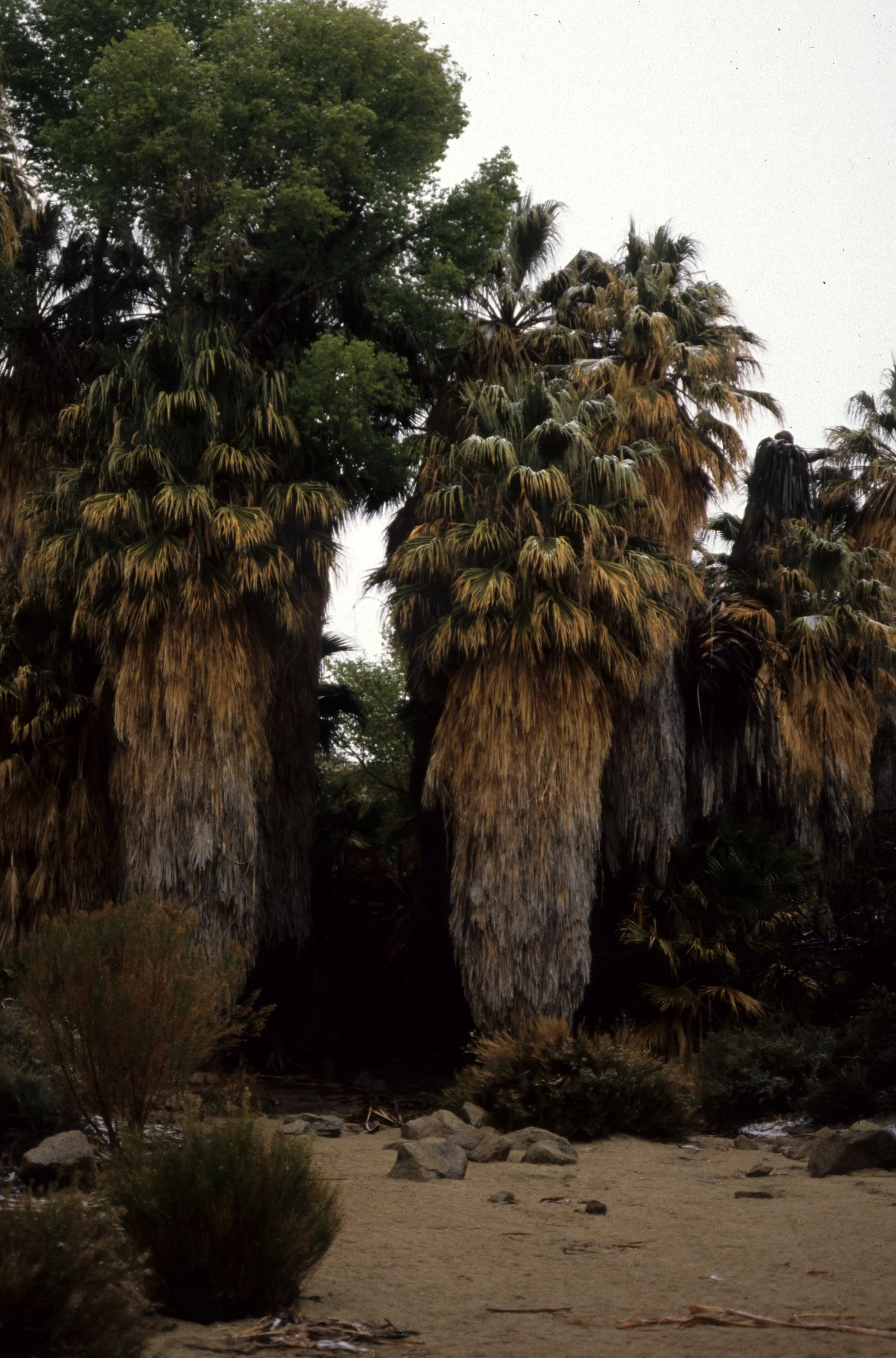 ANZA BORREGO SP - WASHINGTONIA PILIFERA OASIS.jpg