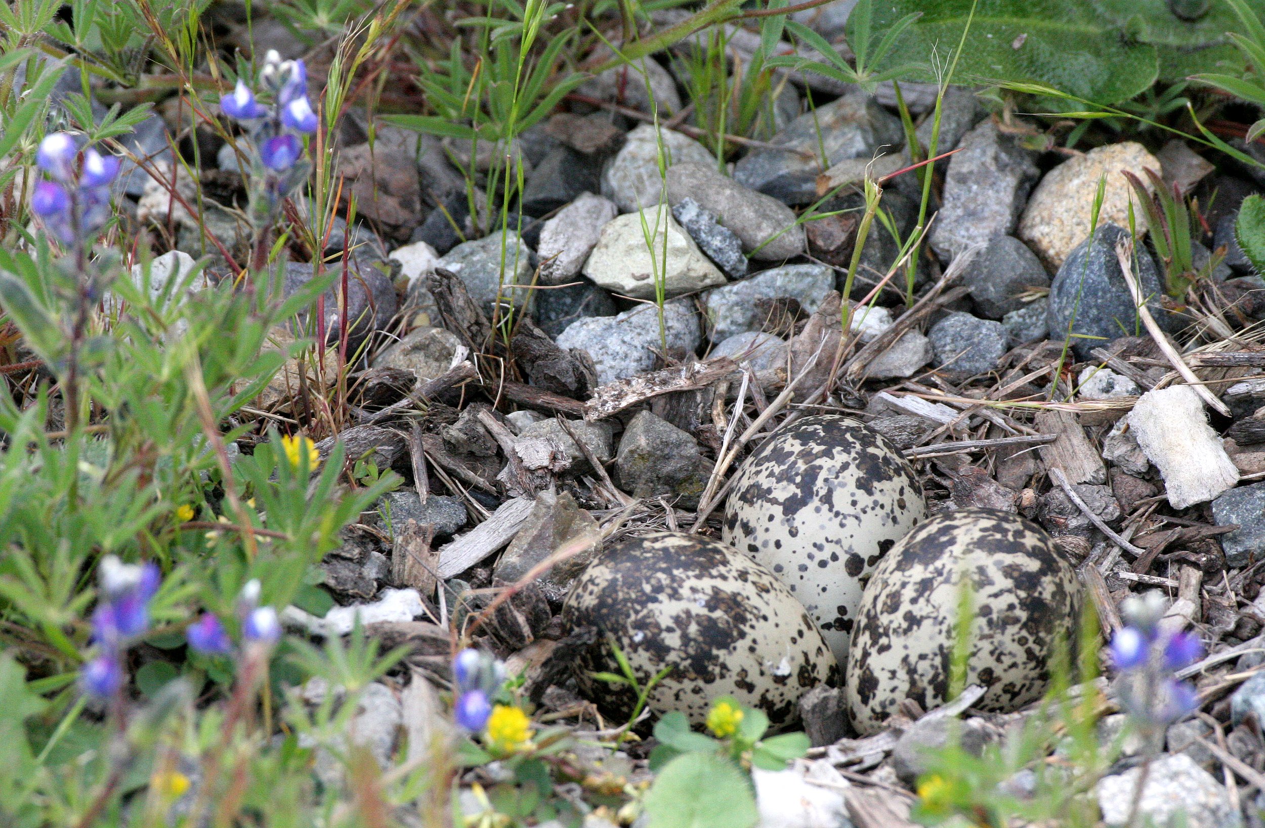 BIRD - KILLDEER - SEQUIM WA (20).JPG