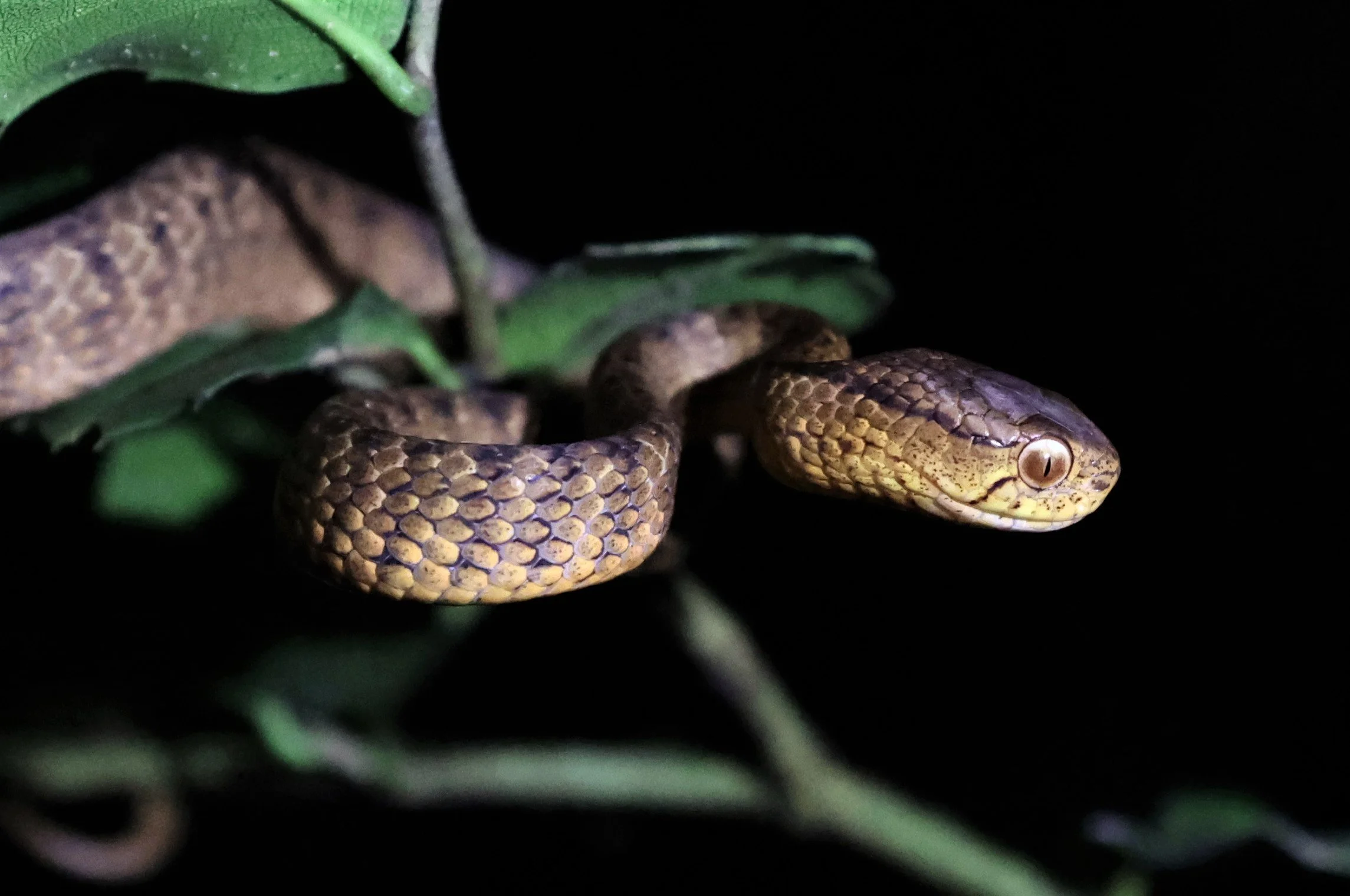 Keeled Slug Snake (Pareas carinatus)