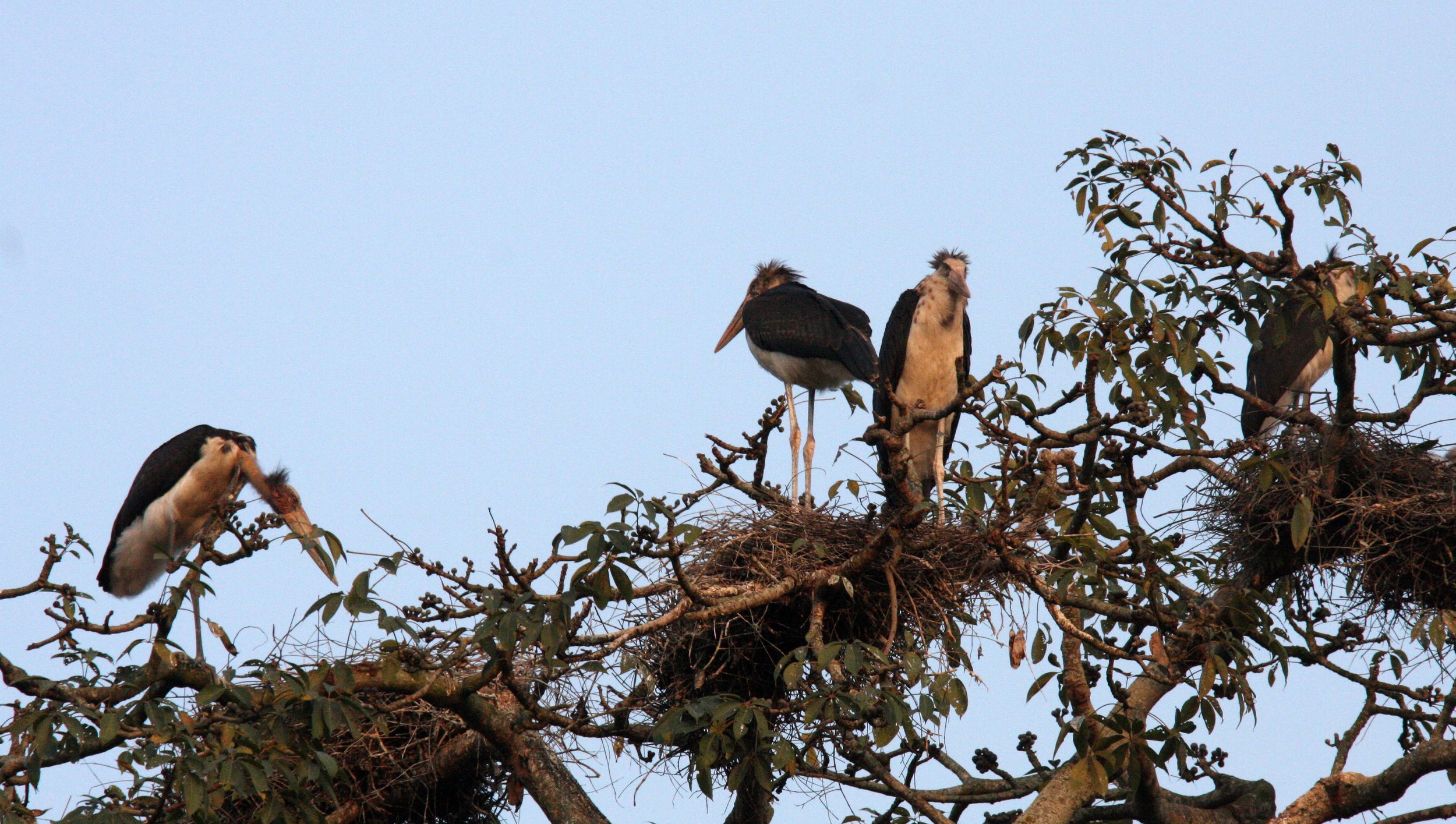 STORK - LESSER ADJUTANT STORK - Leptoptilos javanicus - KAZIRANGA NATIONAL PARK ASSAM INDIA (10).JPG