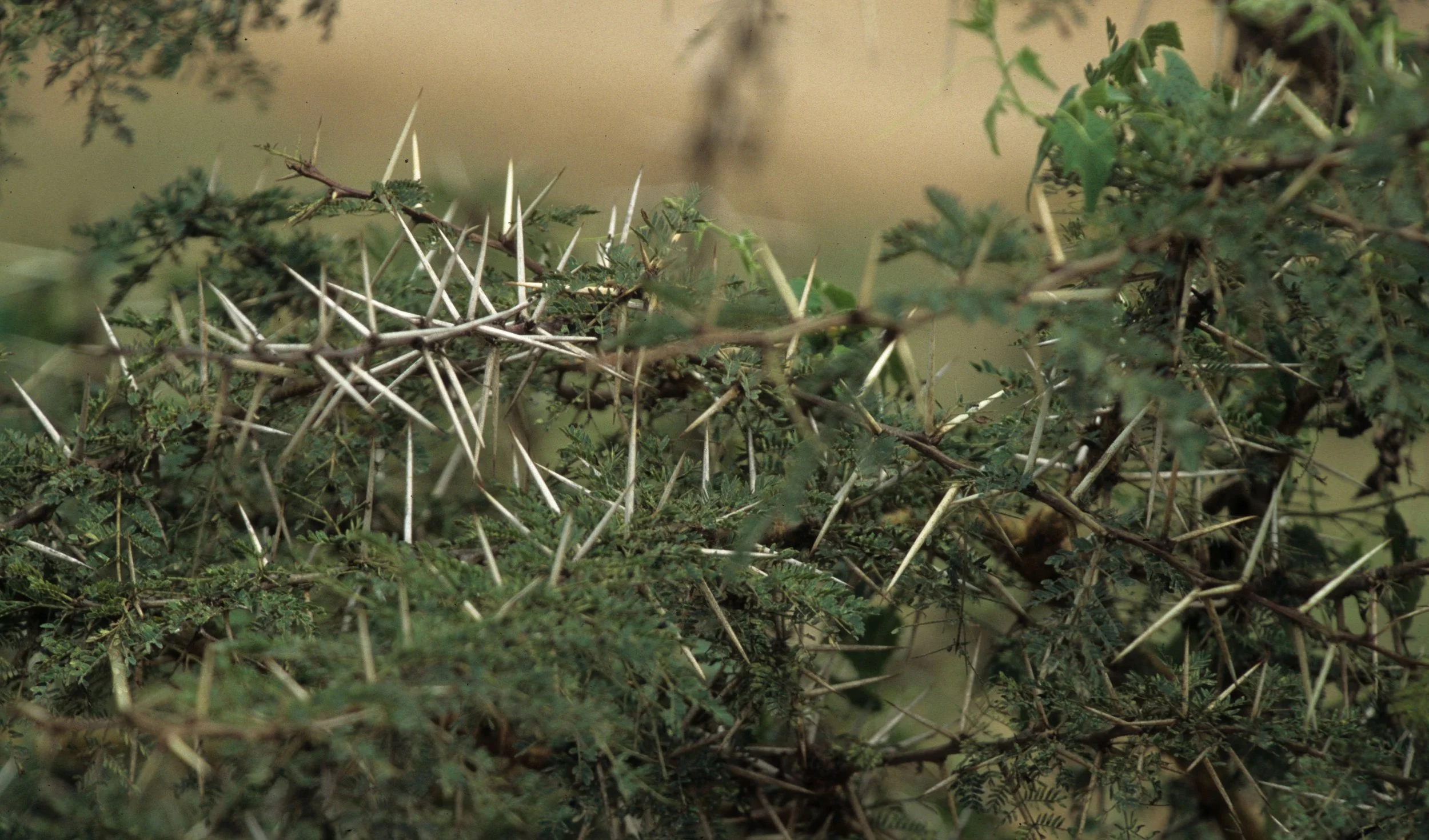 SERENGETI - ACACIA B.jpg