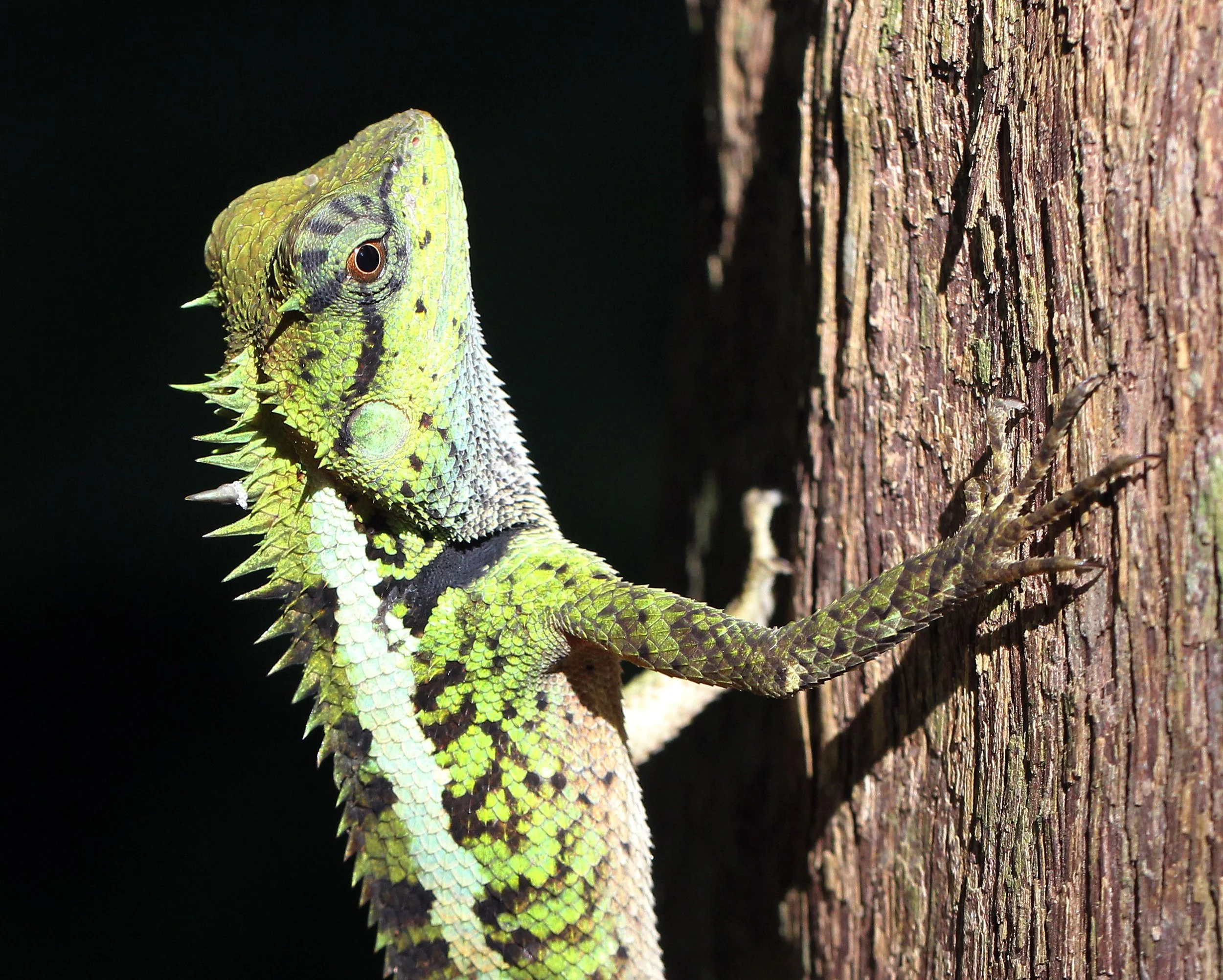 Calotes emma - EMMA GRAY'S FOREST LIZARD - KOH LANTA THAILAND (10).JPG