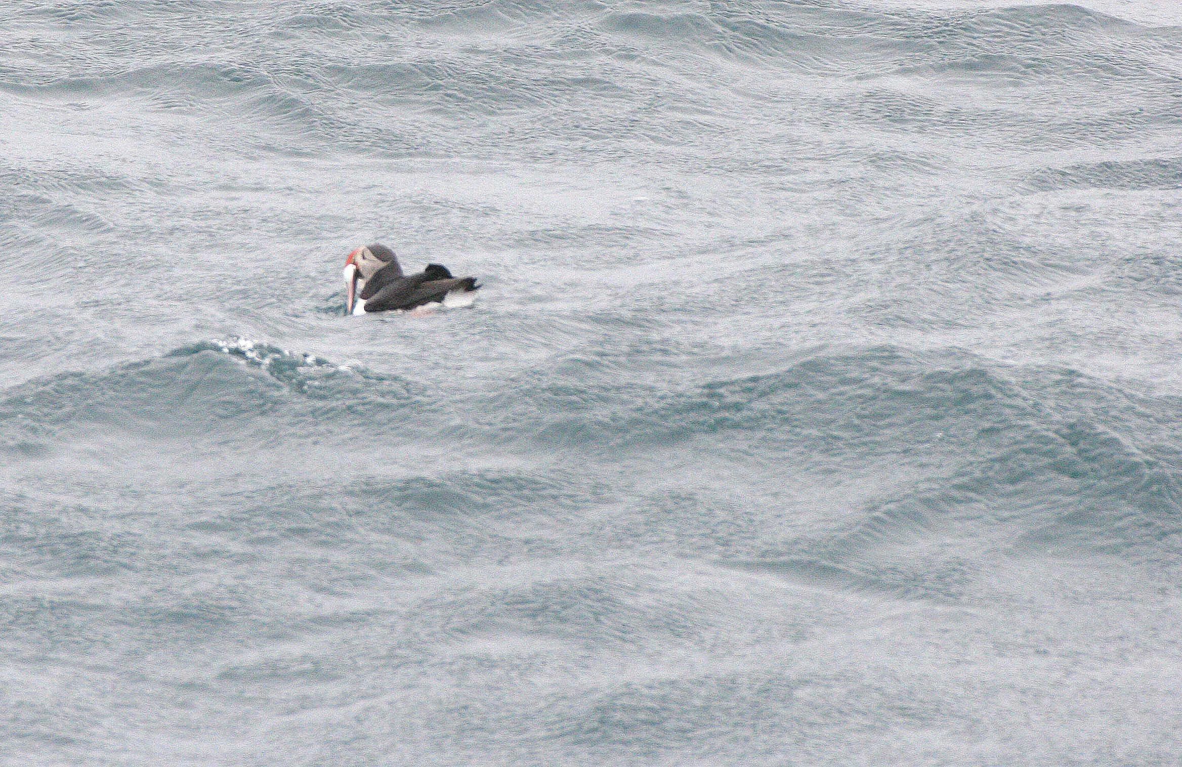 Fratercula arctica - ATLANTIC PUFFIN - SVALBARD (8).jpg