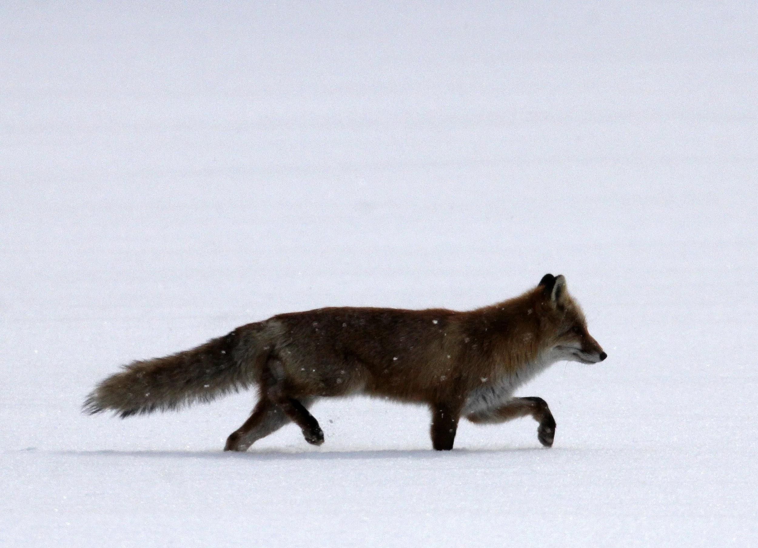 FOX - Vulpes vulpes schrencki - HOKKAIDO RED FOX - TSURUI HOKKAIDO (58).JPG