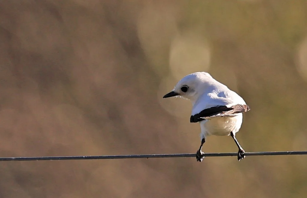 White Monjita (Xolmis irupero) Fortin Toledo Paraguay (6).jpg