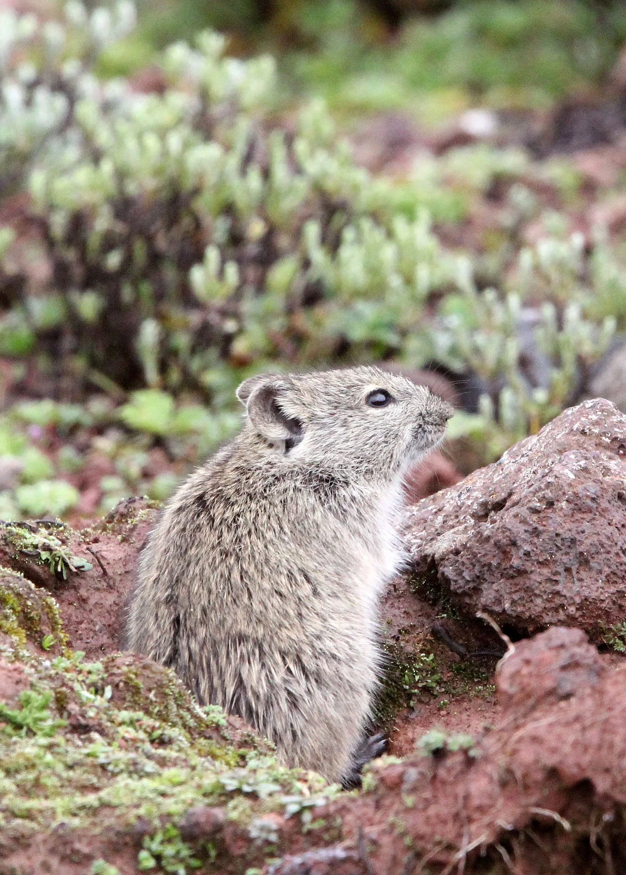 Genus Lophuromys - Brush-furred Rats — Coke Smith Wildlife