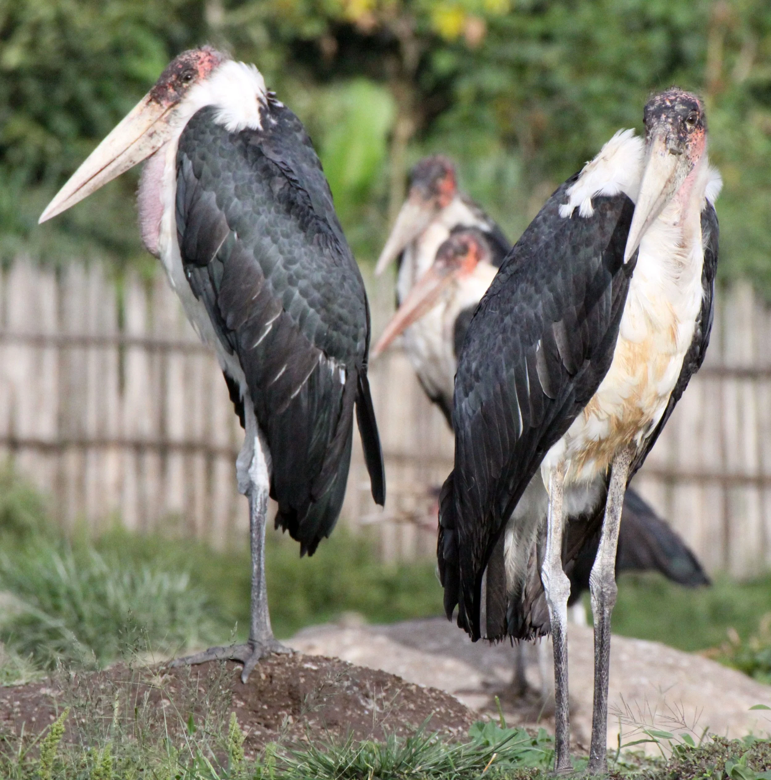 STORK - MARABOU STORK - Leptoptilos crumenifer - LAKE AWASSA ETHIOPIA (10).JPG