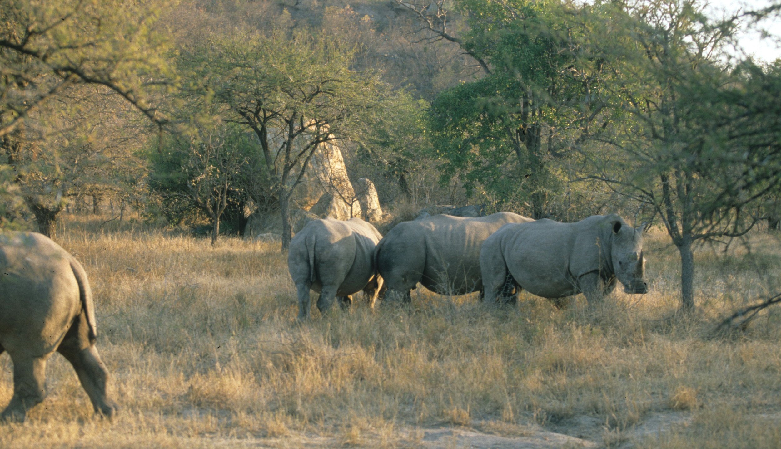 RHINO- BLACK - ZIMBABWE 11.jpg