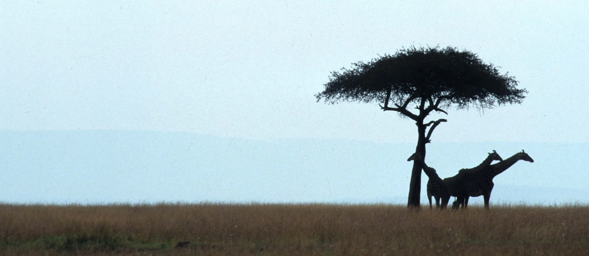 GIRAFFE-MASAI-SERENGETI 11.jpg