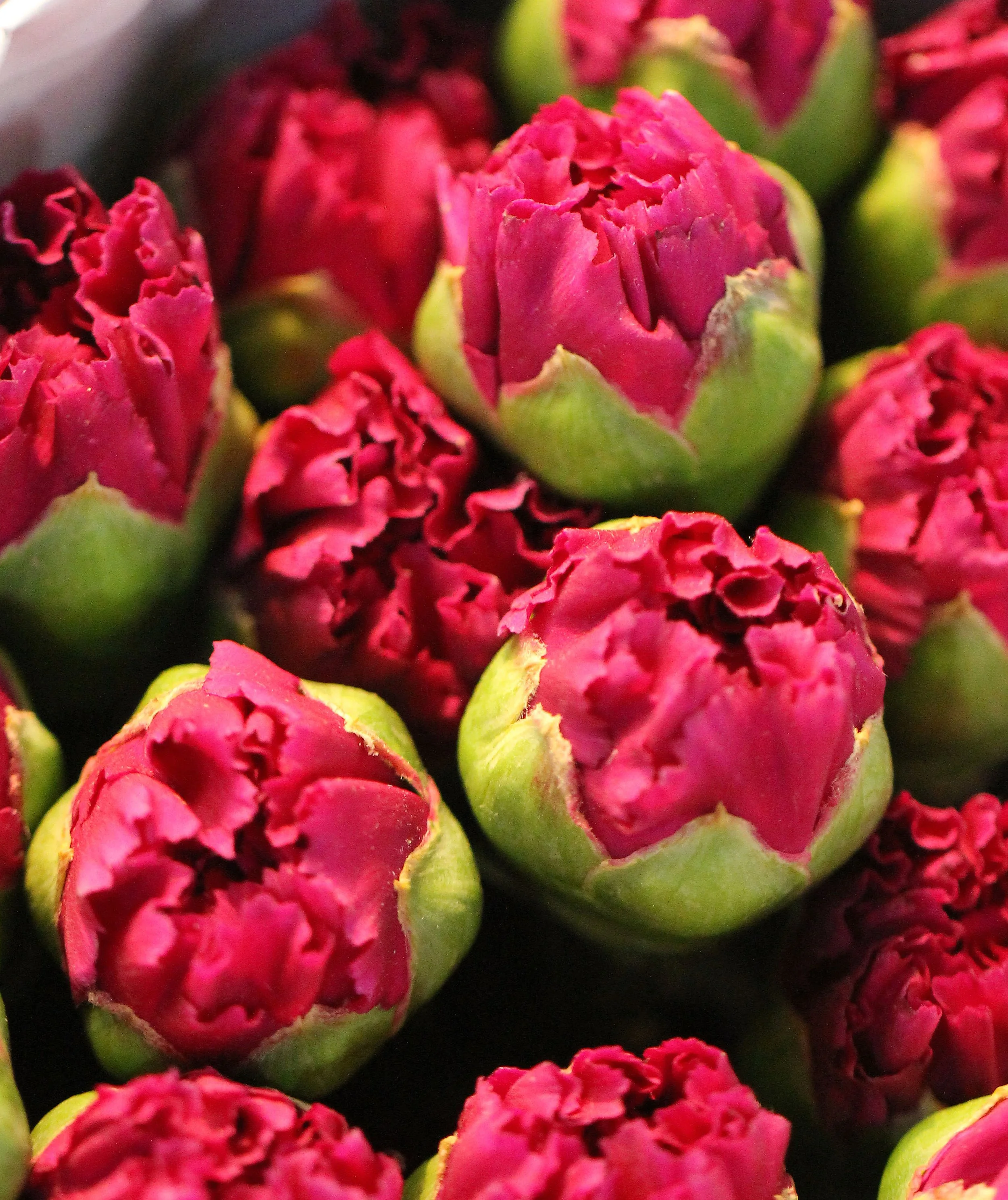 2016 Bangkok Pak Klong Flower Market at 2AM (57).JPG