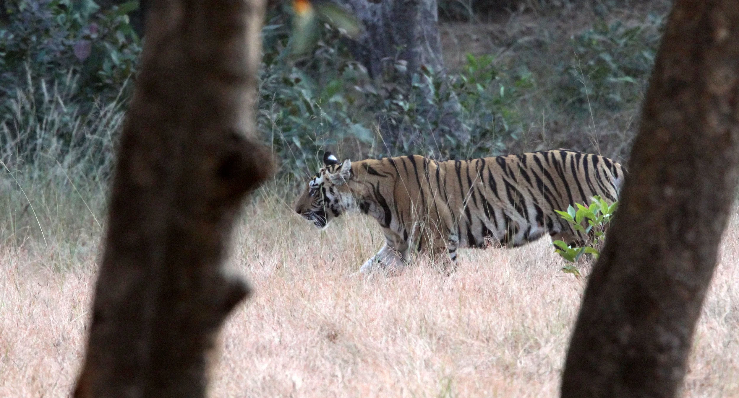 Panthera tigris tigris - BENGAL TIGER - BANDHAVGAR NATIONAL PARK MADHYA PRADESH INDIA (113).JPG
