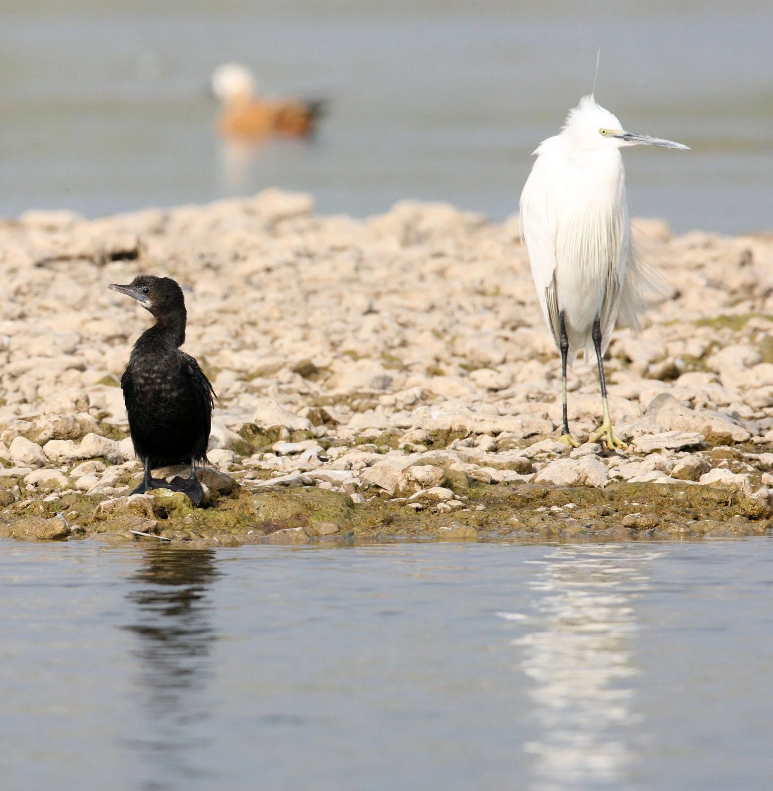 Microcarbo niger - Little Cormorant - Chambal India (2).JPG