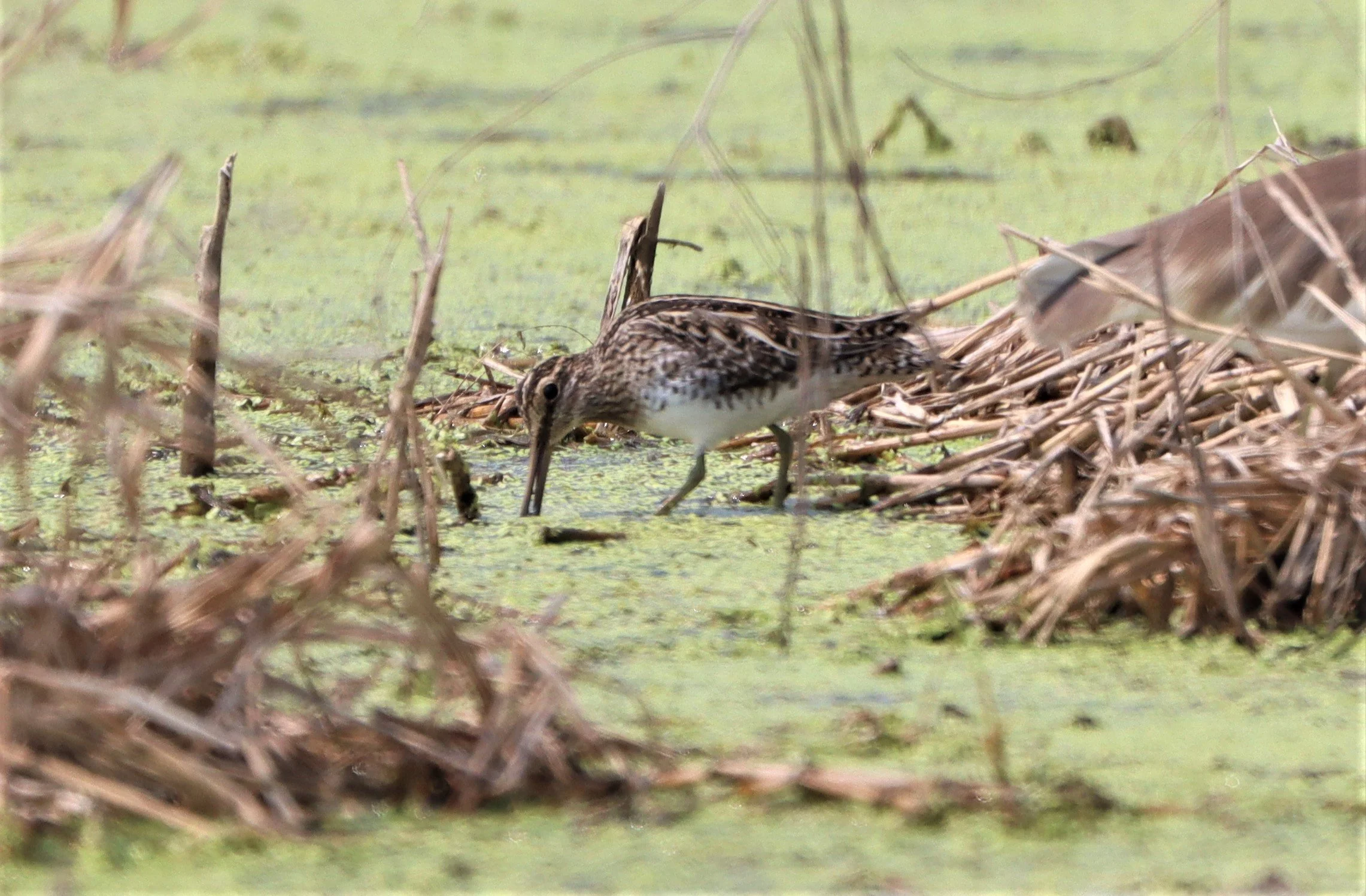 SNIPE - COMMON SNIPE - Gallinago gallinago - LAT KRABANG WETLANDS NEAR BKK (35).jpg