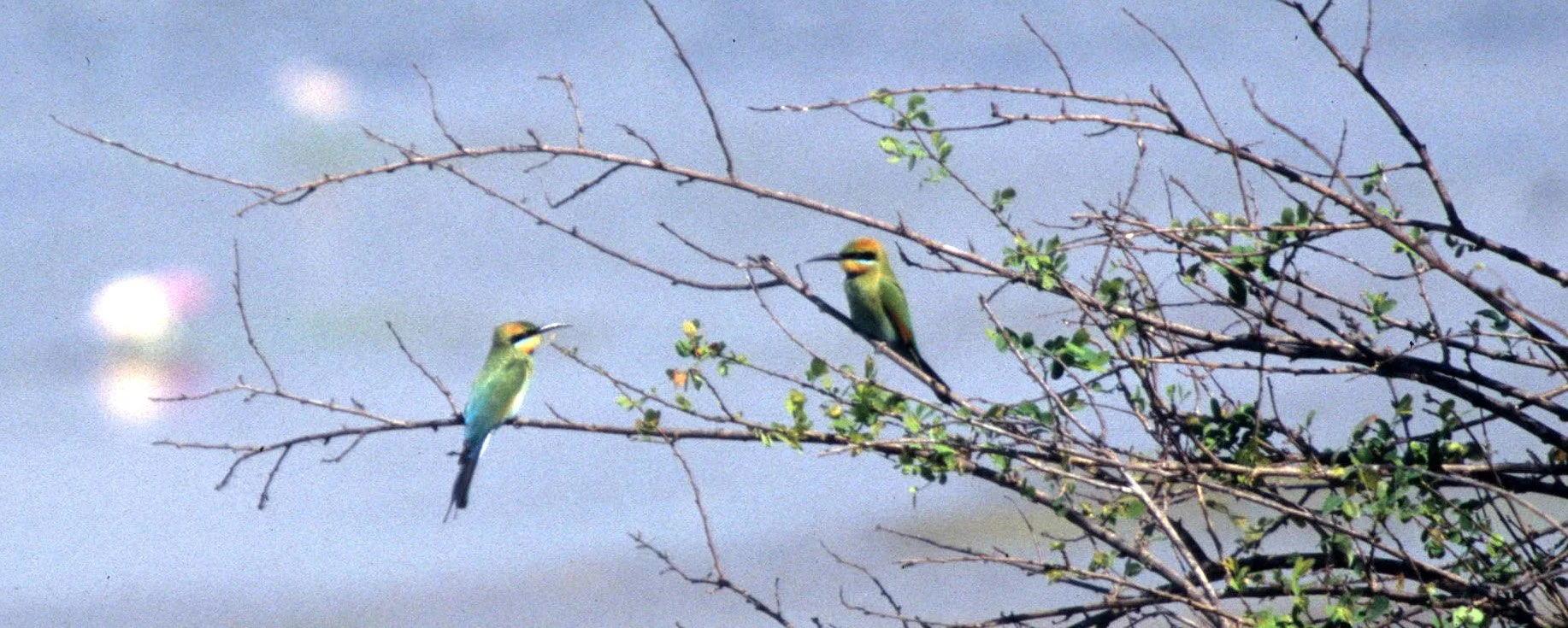 BIRD - BEE-EATER - RAINBOW BEE-EATER - KAKADU NP B1.jpg