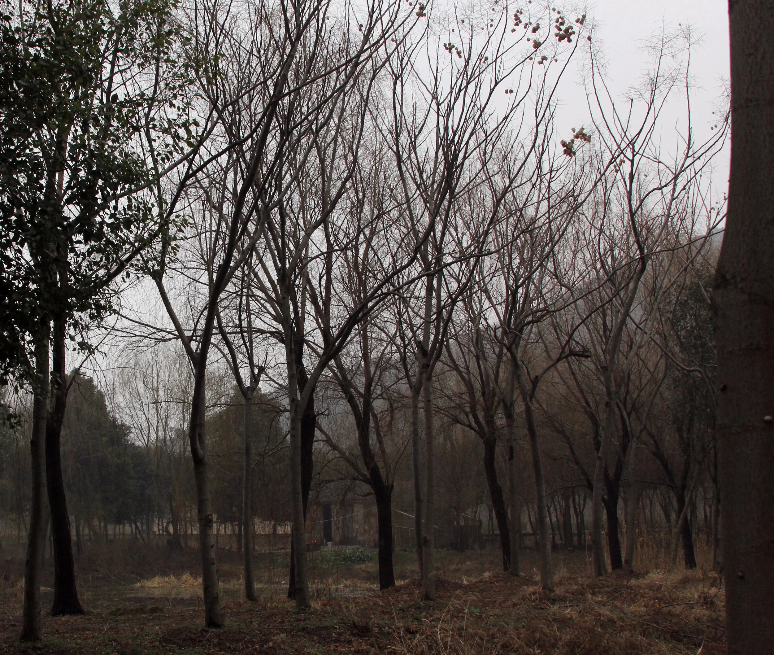 LAKE TAI JIANGSU PROVINCE - IB & APES FIELD TRIP TO LAKE TAI (69).JPG