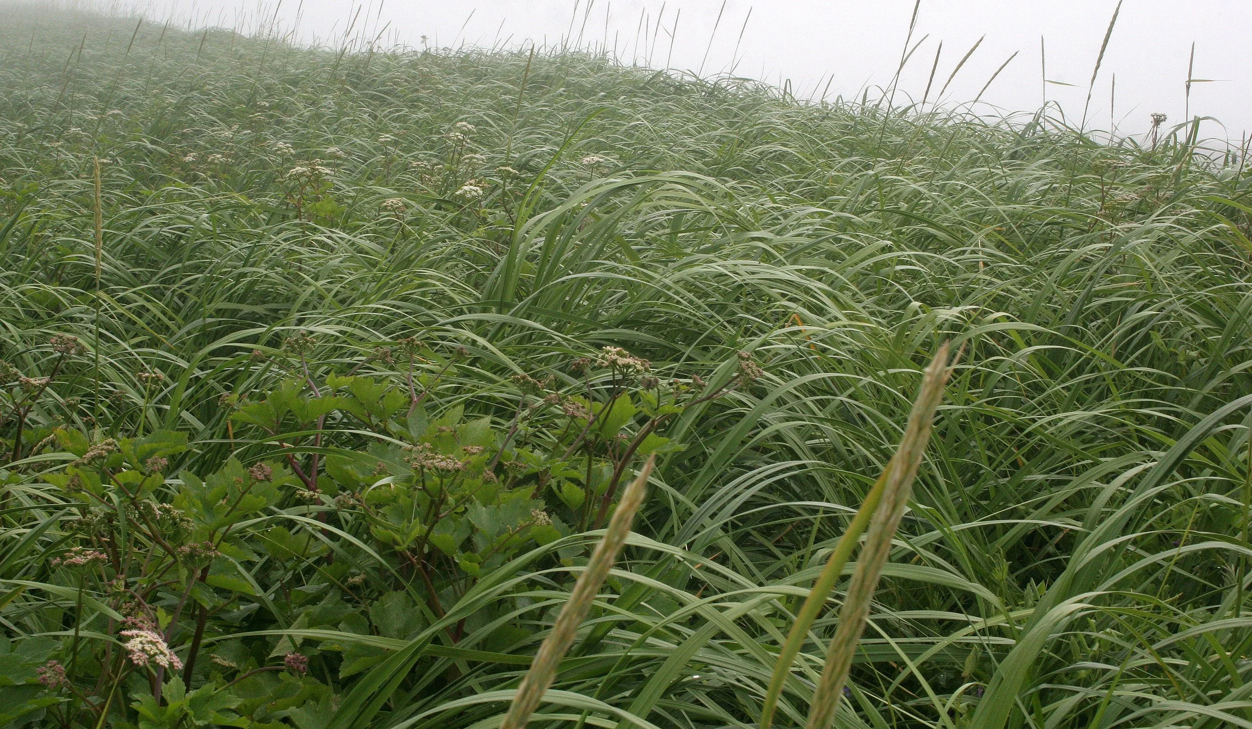 KURIL ISLANDS - FLORA  (113).jpg