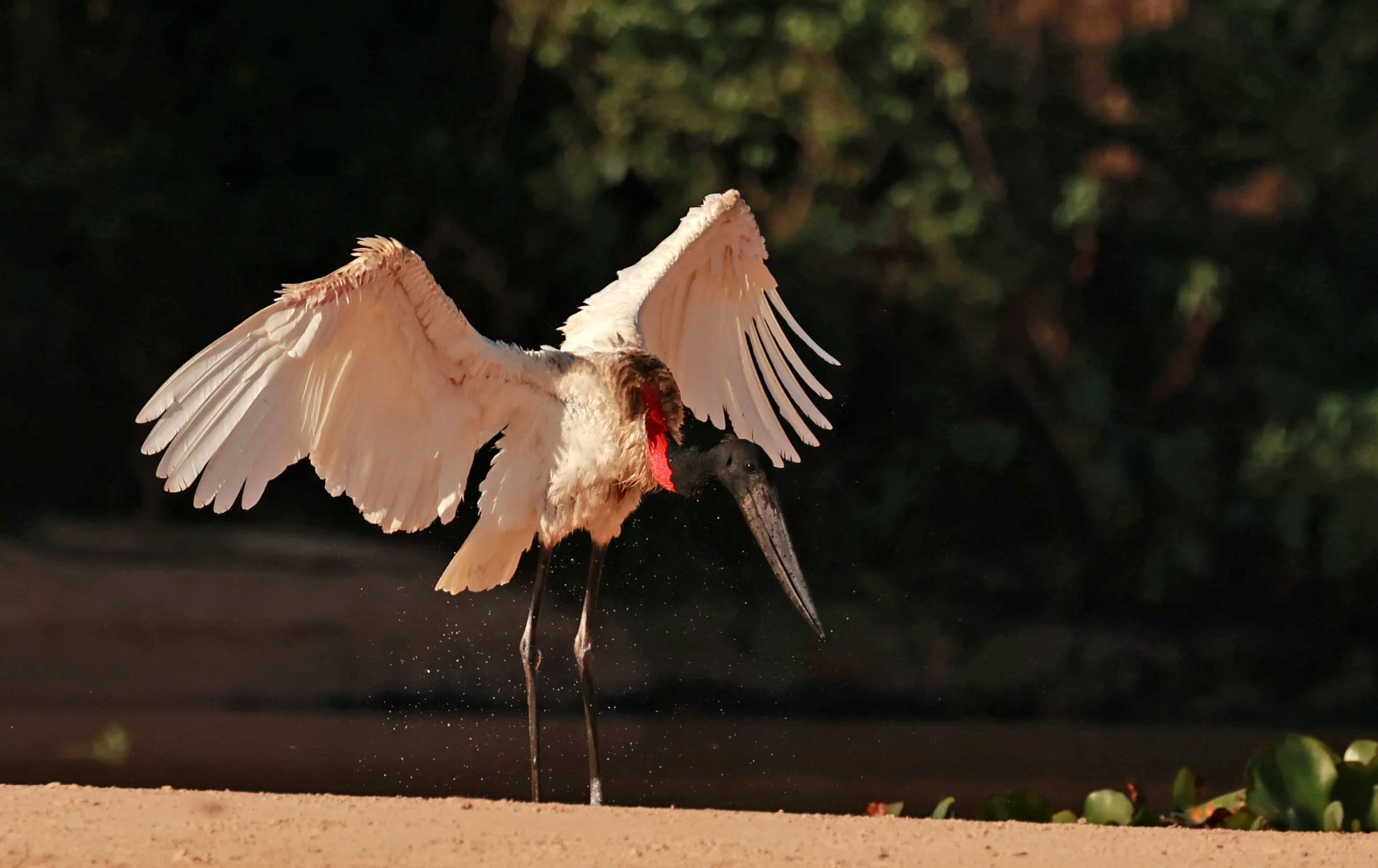 Stork - Jabiru mycteria - Pantanal, Encontro das Águas State Park, Porto Jofre, Cuiaba River, Brazil (13).jpg