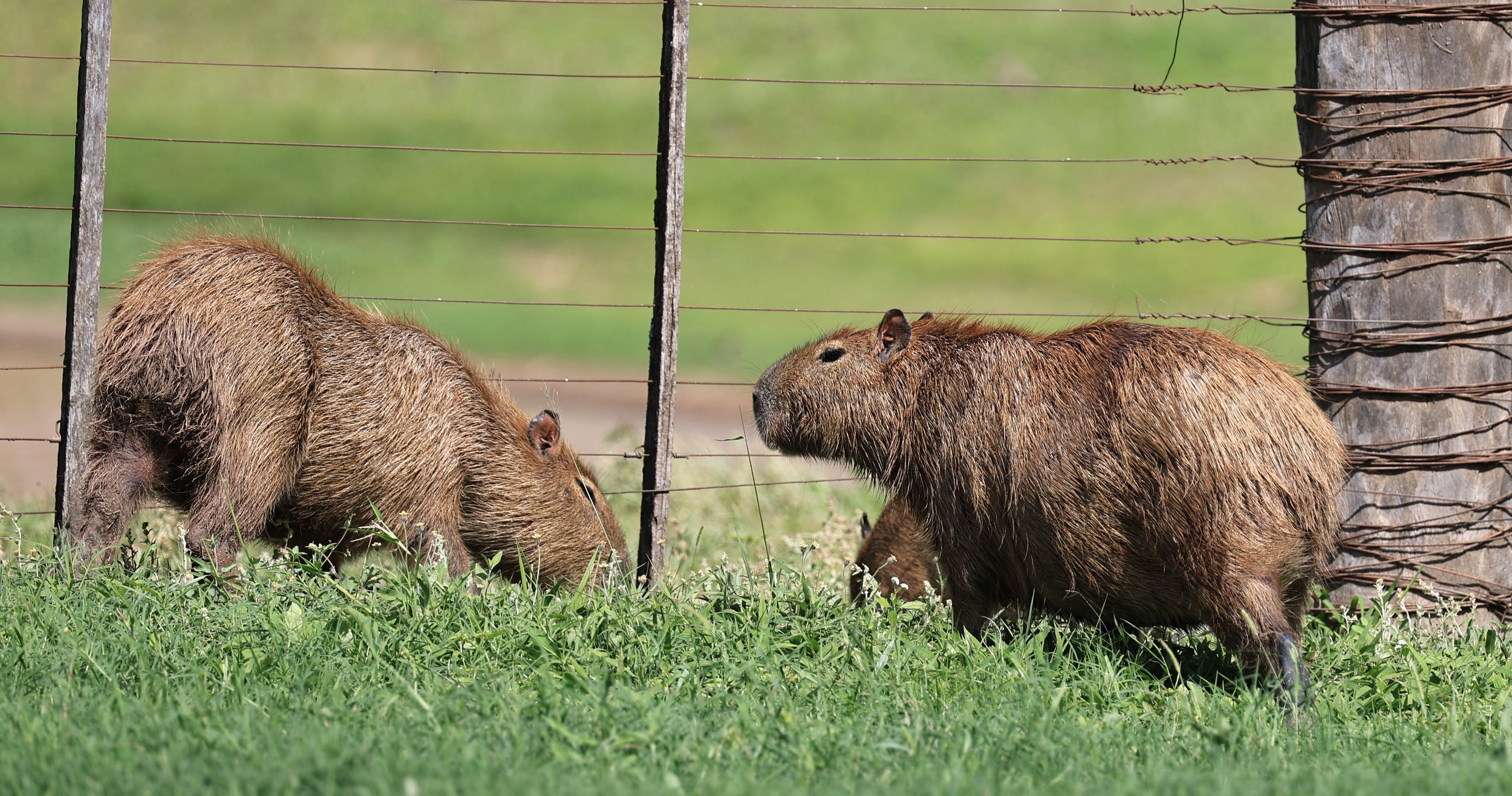 Capybara (Hydrochoerus hydrochaeris) Loma Plata Paraguay - Brunnen Strasse (39).jpg