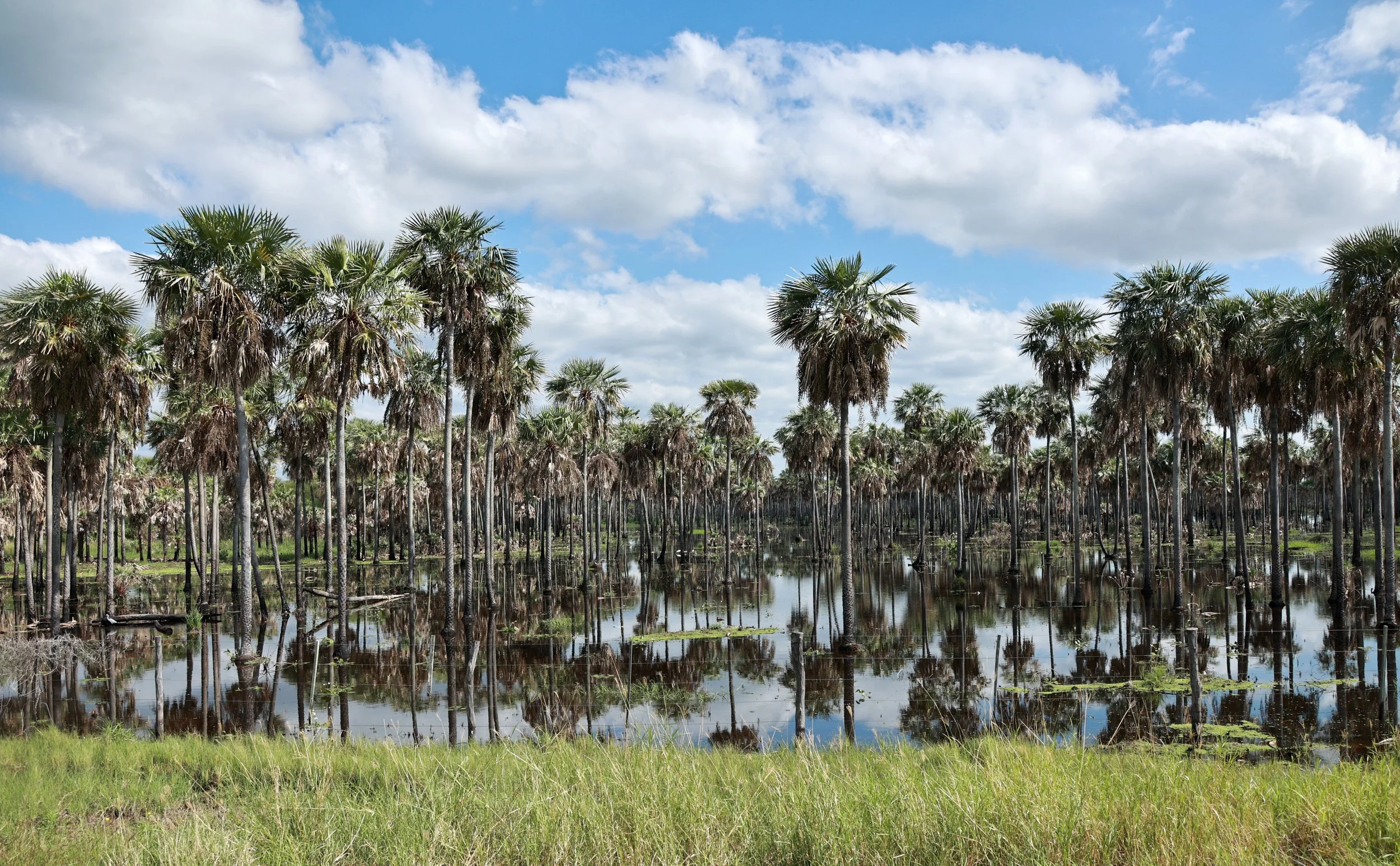 Wet Chaco!  Northern Chaco Palm Swamp or Southern Chaco Floodplain Forest & Woodland