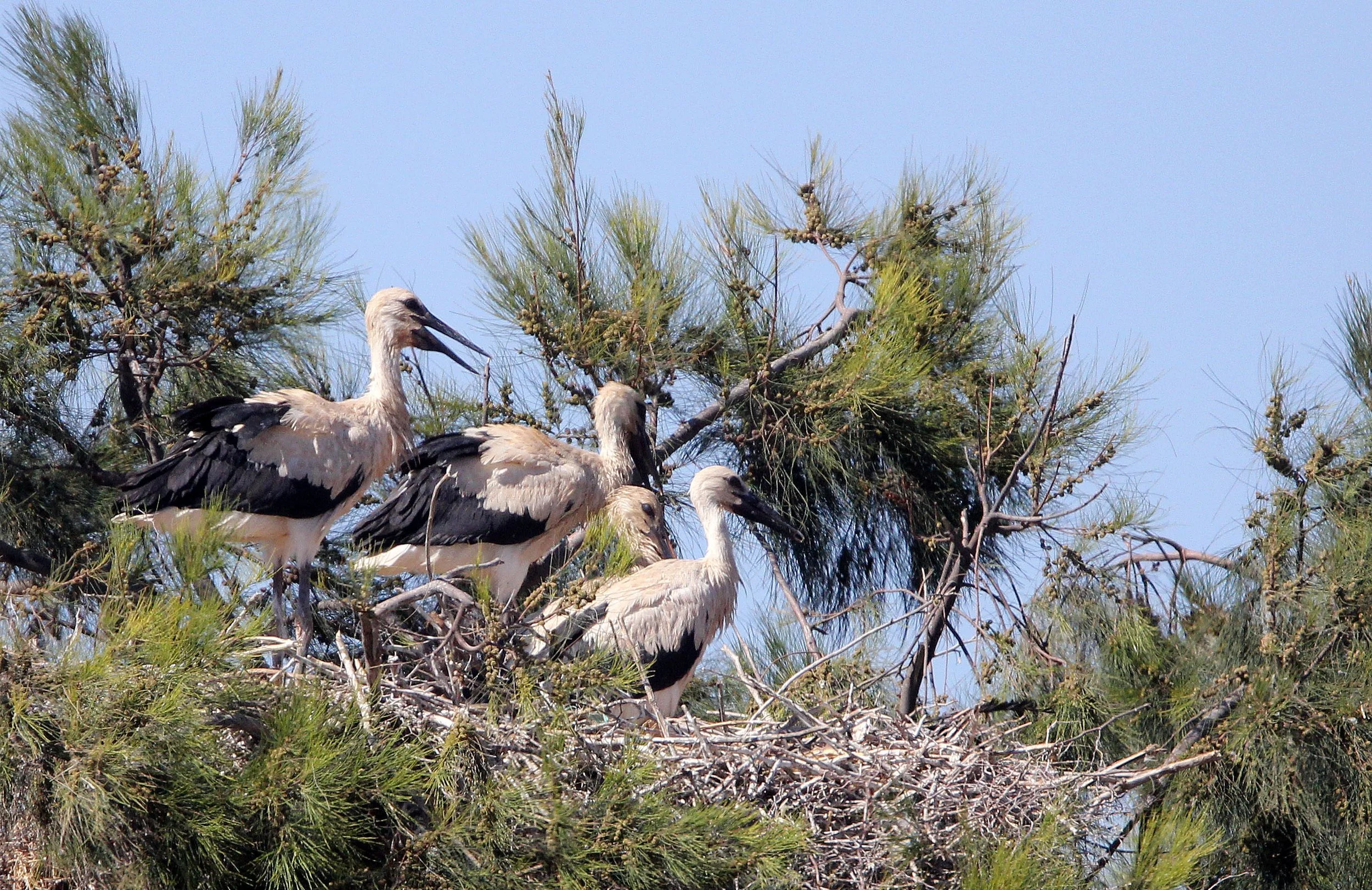 STORK - WHITE STORK - Ciconia ciconia - NORTHERN TUNISIA (7).JPG