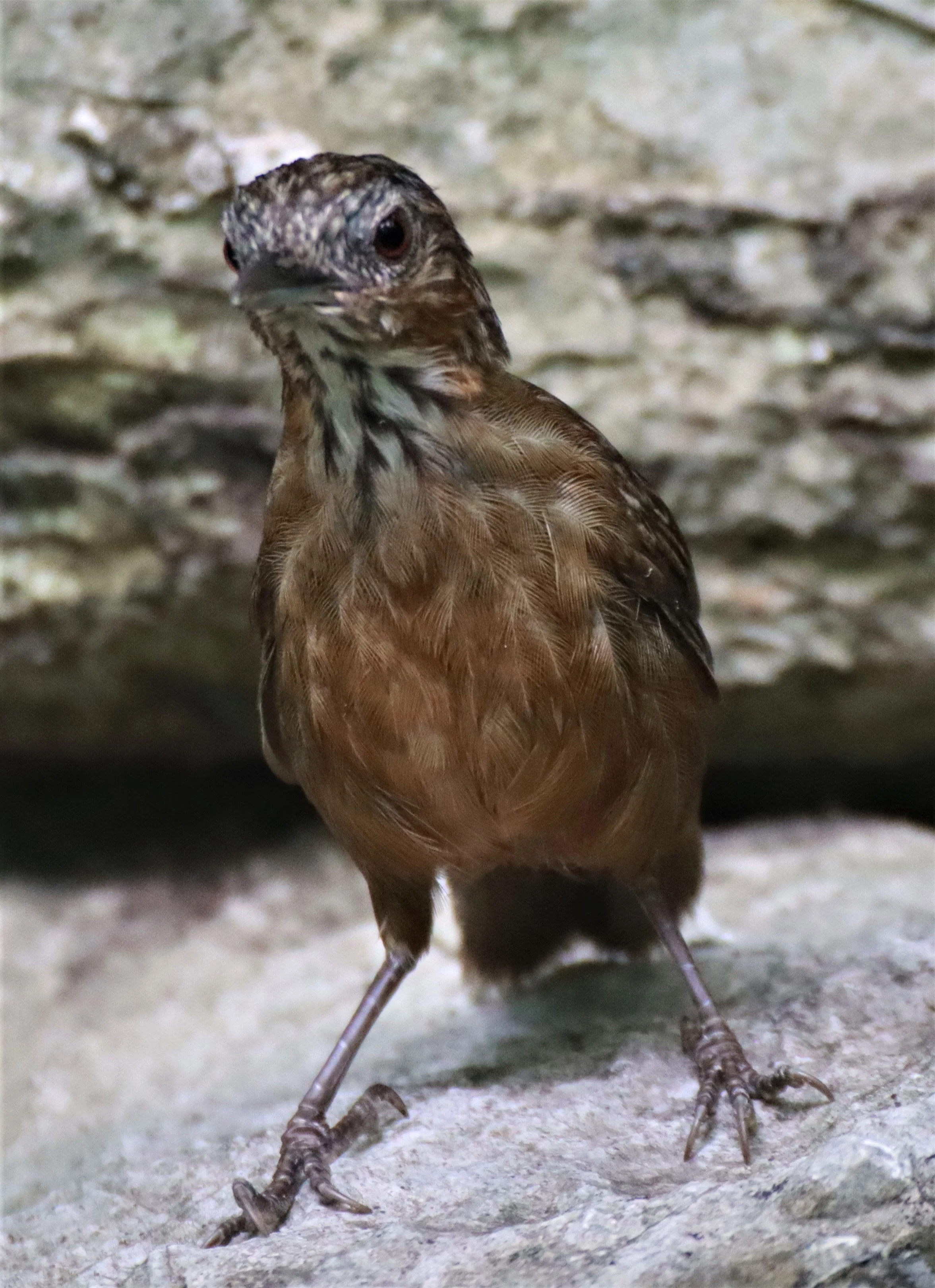 WREN-BABBLER - RUFOUS LIMESTONE WREN-BABBLER - Gypsophila calcicola - KHAO PHRA PHUTTHAPAT NOI SARABURI (17).jpg