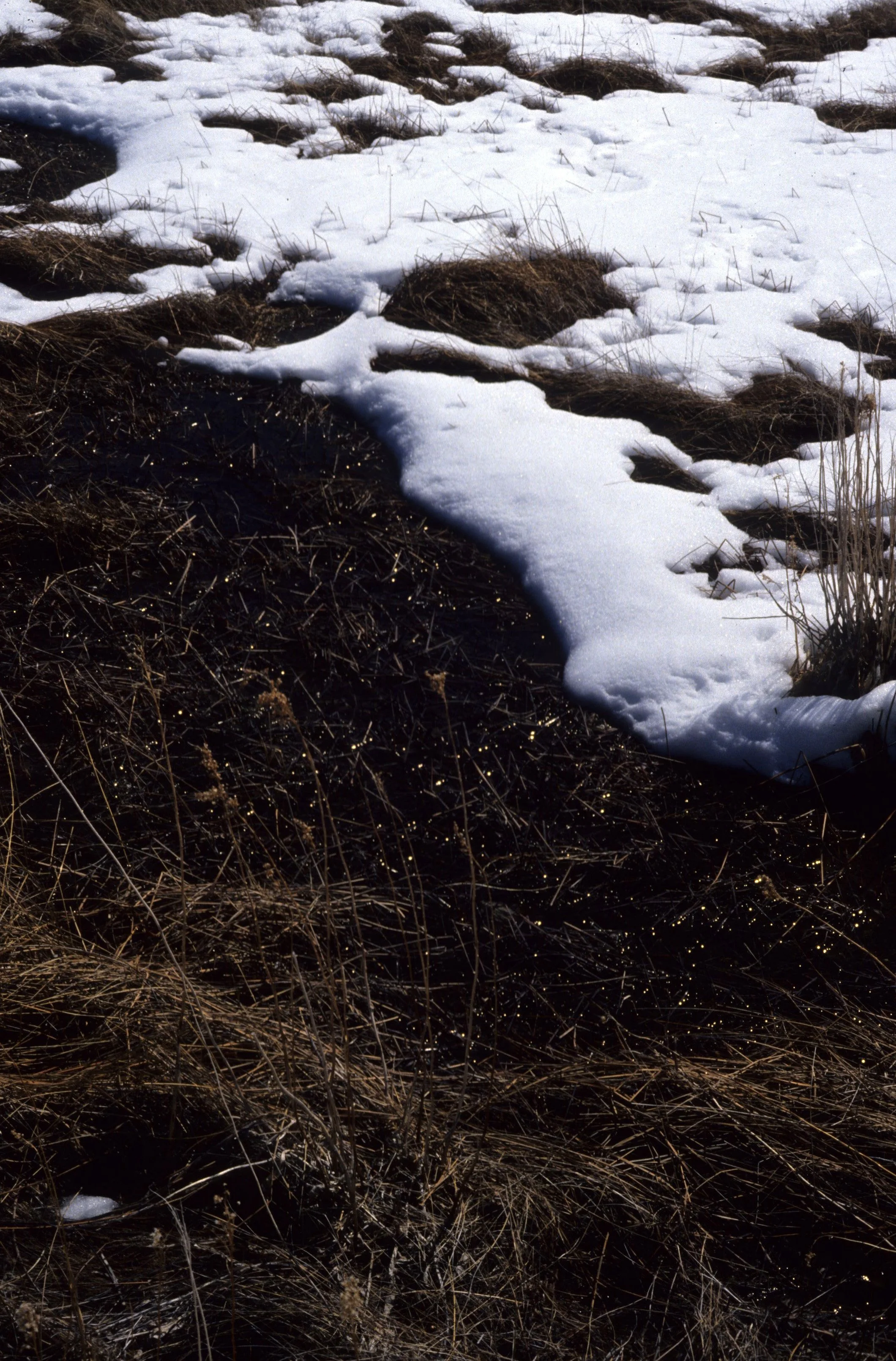 CALIFORNIA - MONO LAKE - SALT GRASS.jpg
