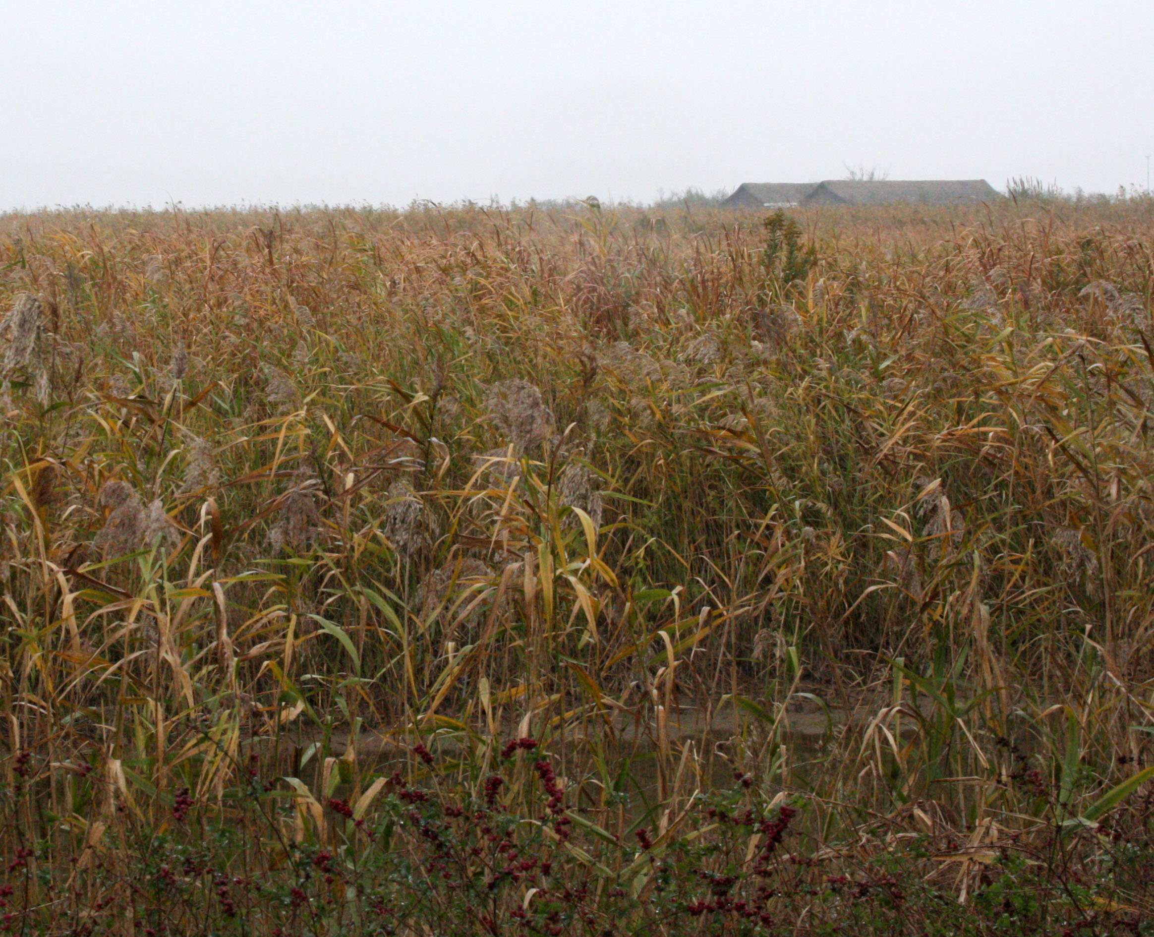 CHONGMING ISLAND - COKIE  (3).JPG