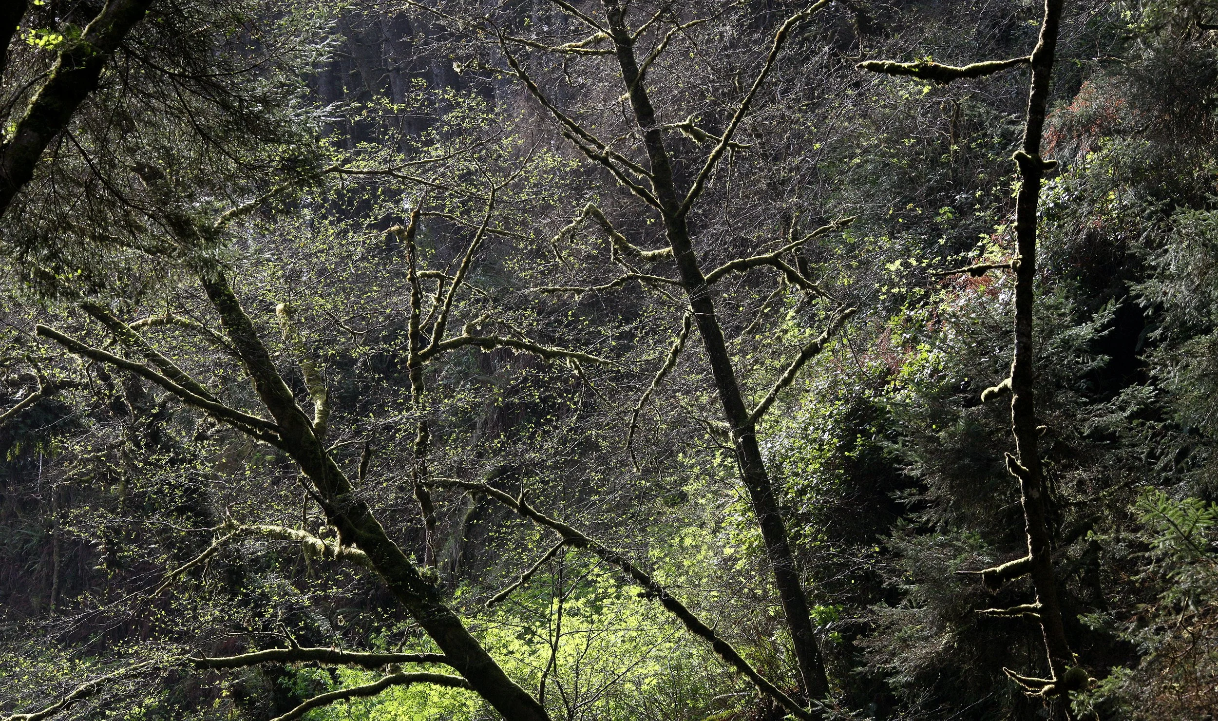 PRAIRIE CREEK STATE PARK FERN CANYON - VIEWS ABOVE THE CANYON (5).JPG