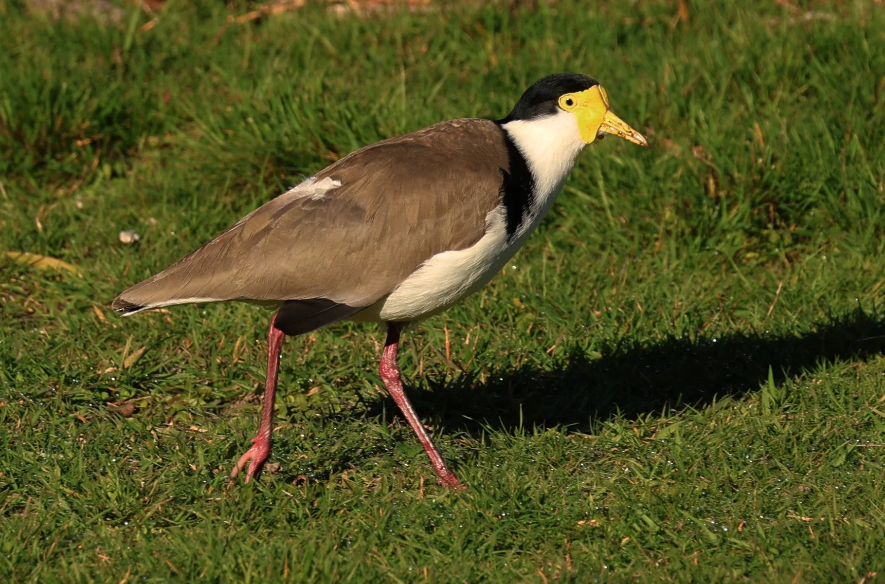 Masked Lapwing (Vanellus miles) Bruny Island - Tasmania (8).jpg