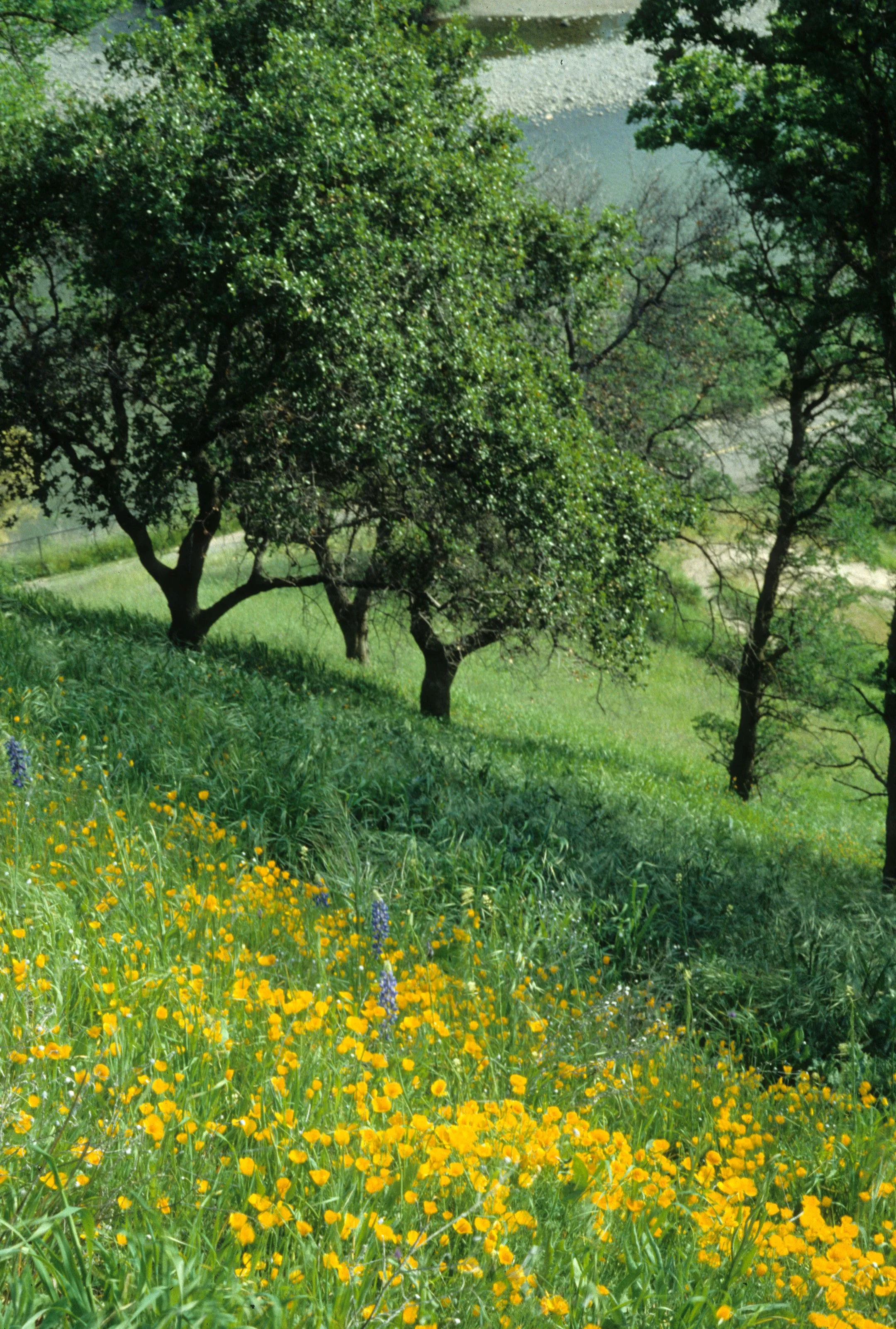 CALIFORNIA - SIERRA - QUERCUS LOBATA WITH POPPIES AND LUPINE.jpg