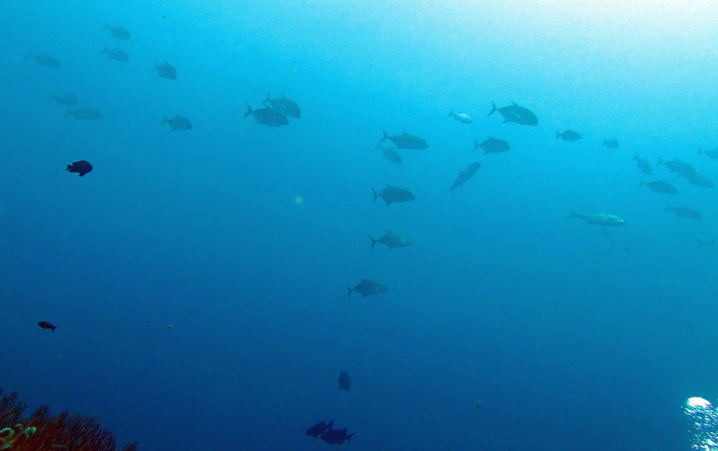 2014 Similan Islands Marine Park Thailand ISB Dive Trip (2).JPG