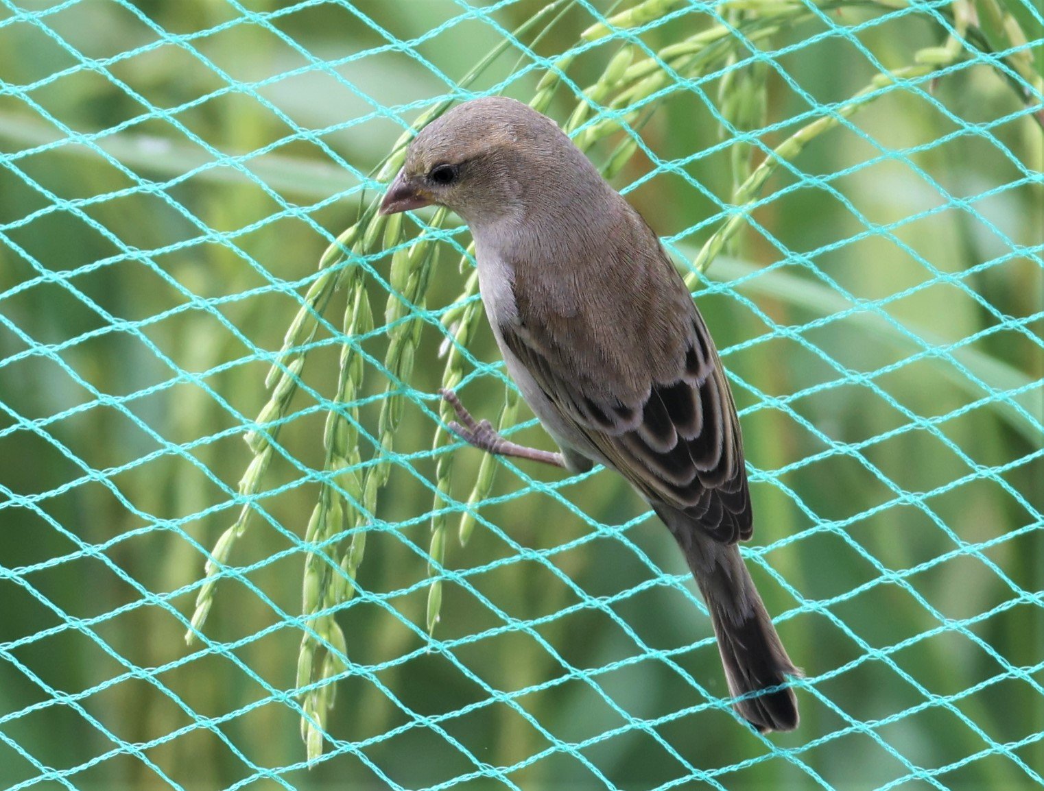 Plain-backed Sparrow (Passer flaveolus) Pathum Thani Rice Research Center (3).jpg