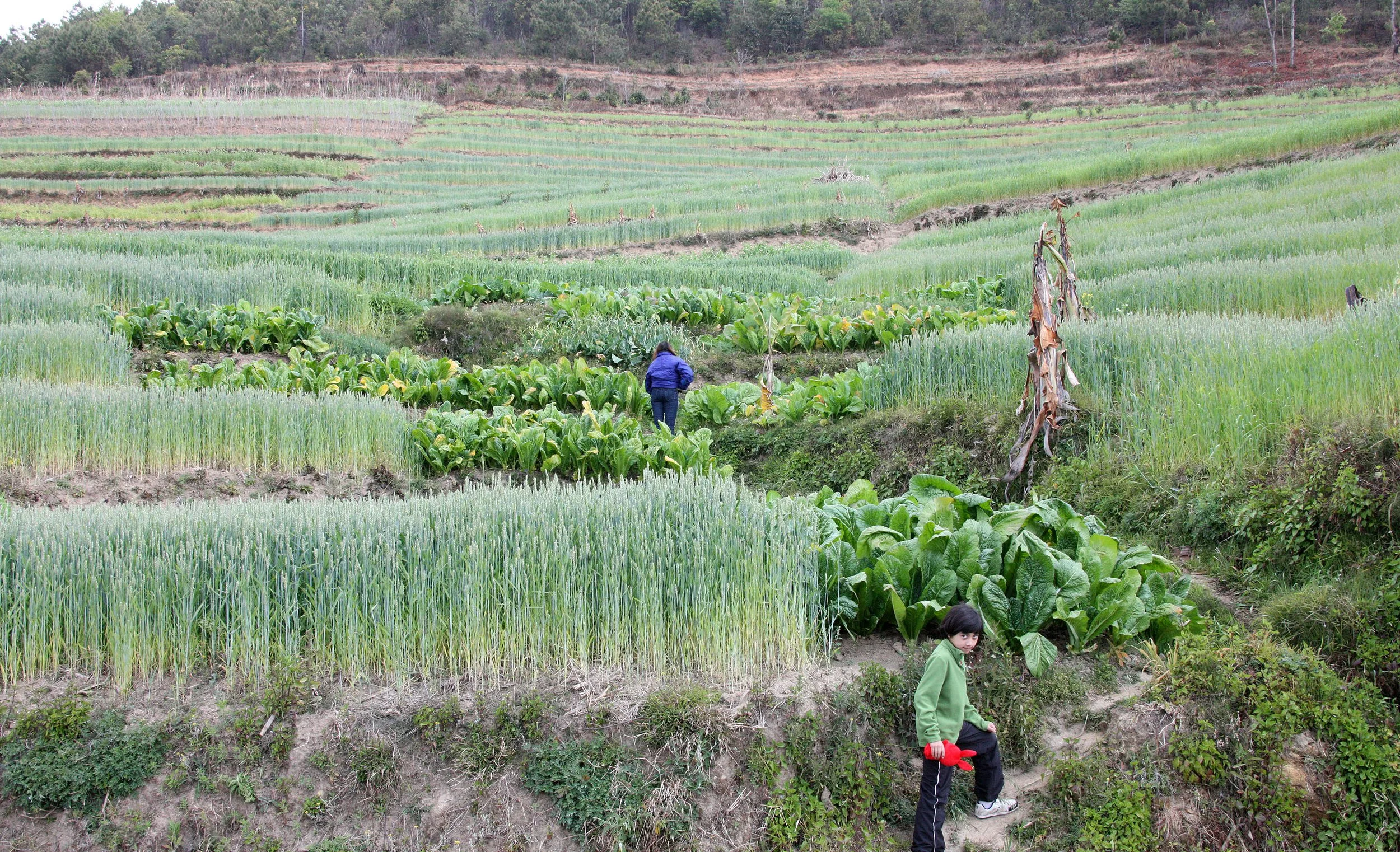 YUNNAN - WULIANGSHAN NATURE RESERVE AND SURROUNDING REGION (14).JPG
