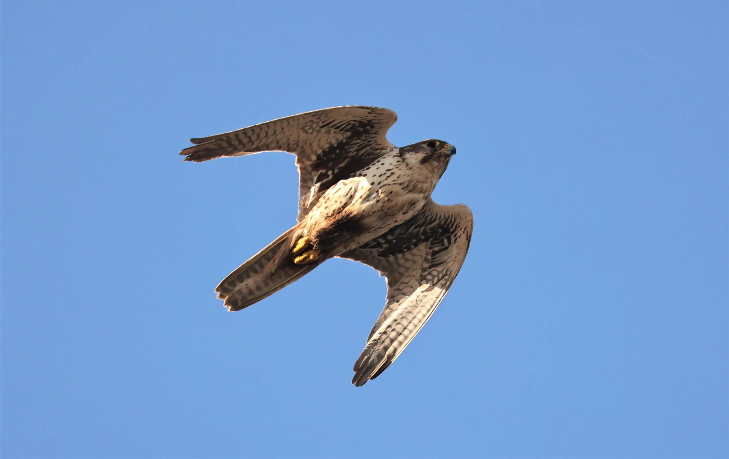 Falco mexicanus - PRAIRIE FALCON - MORLEY NELSON SNAKE RIVER BIRDS OF PREY NRA (1).jpg