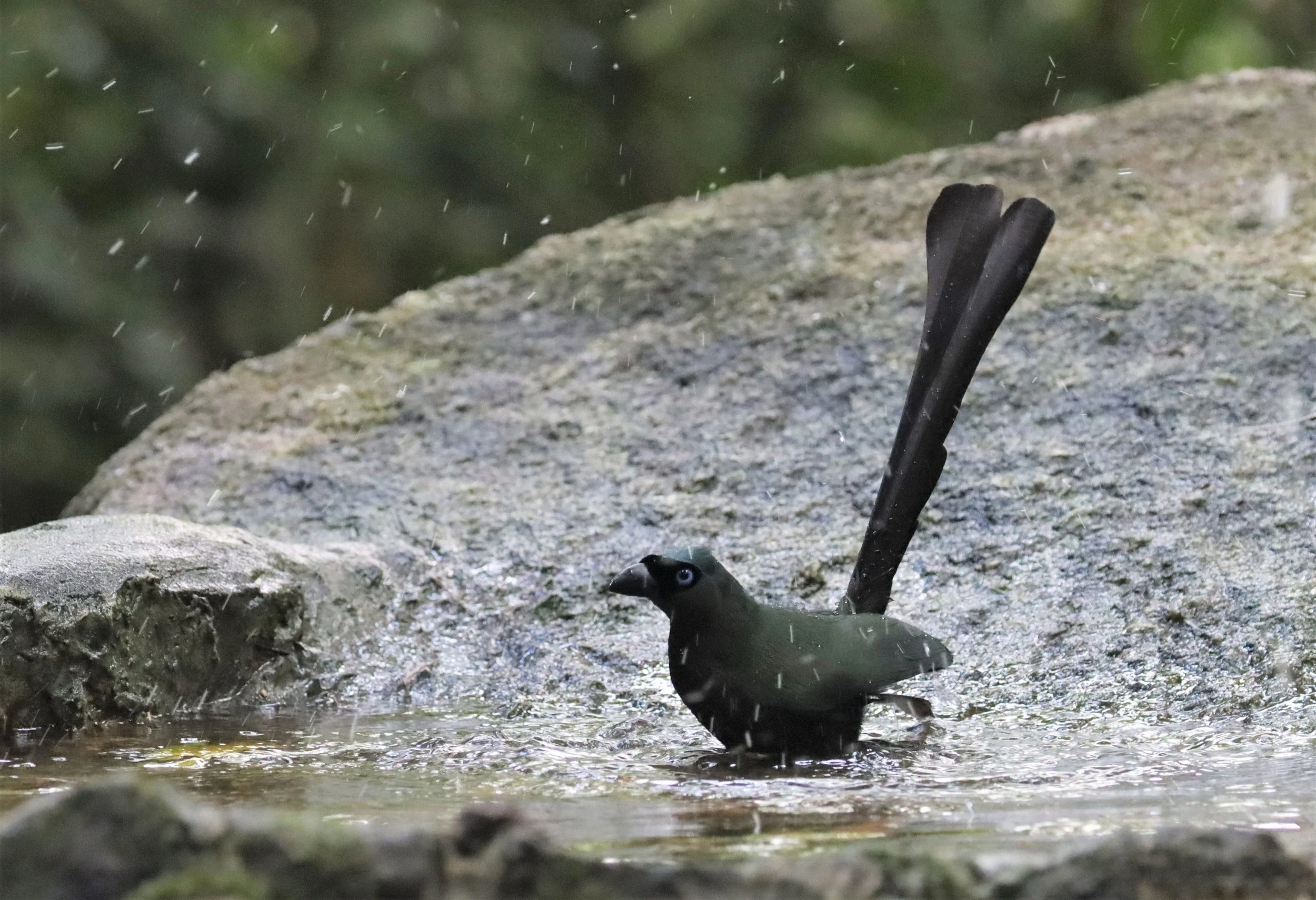 TREEPIE - RACKET-TAILED TREEPIE -Crypsirina temia - WAT THAM PRATHUN CHONBURI (1).jpg