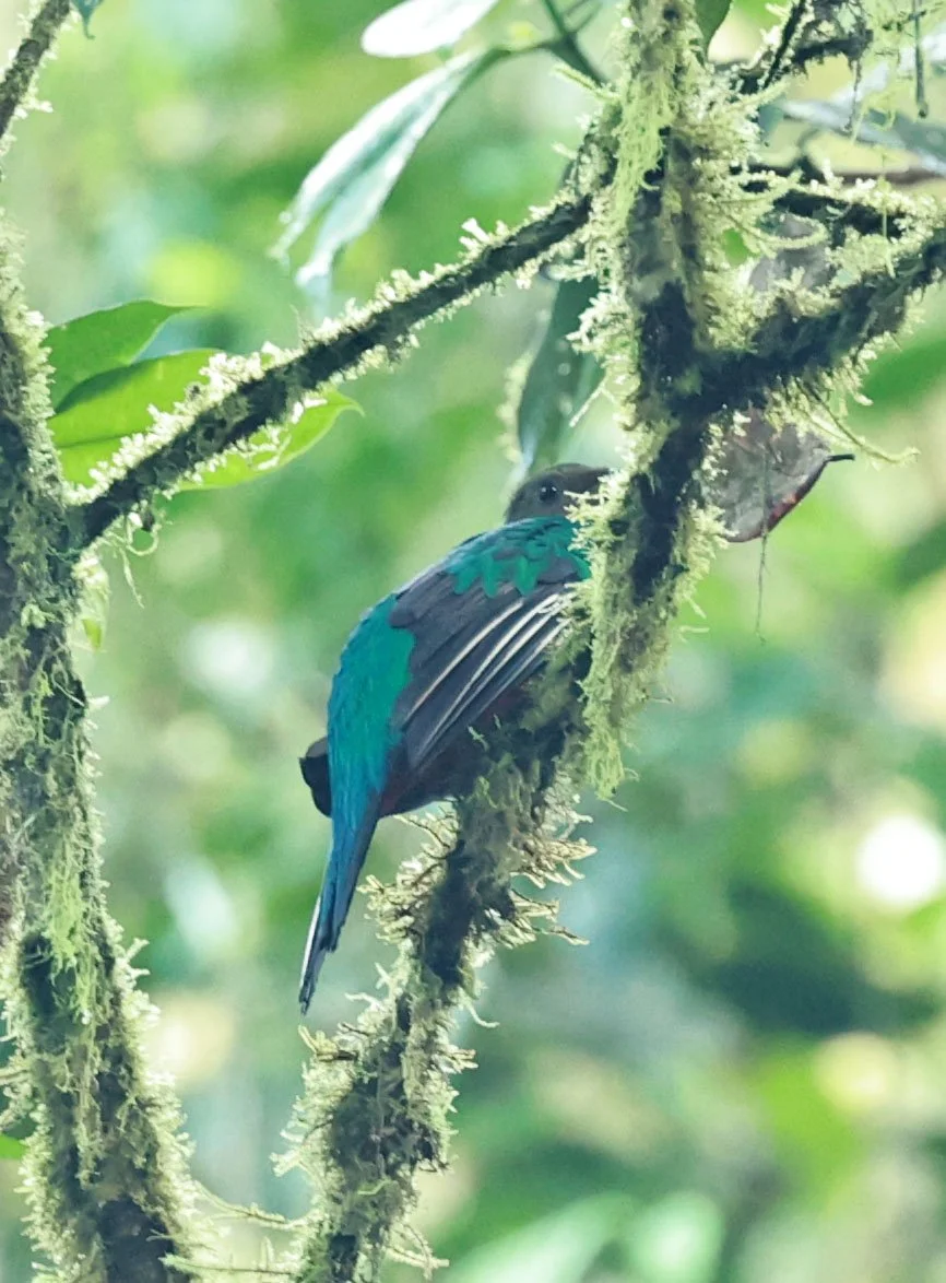 Quetzal - Crested Quetzal - Pharomachrus antisianus - Mindo, Ecuador - Chocoan Lowlands and Valley (3).jpg