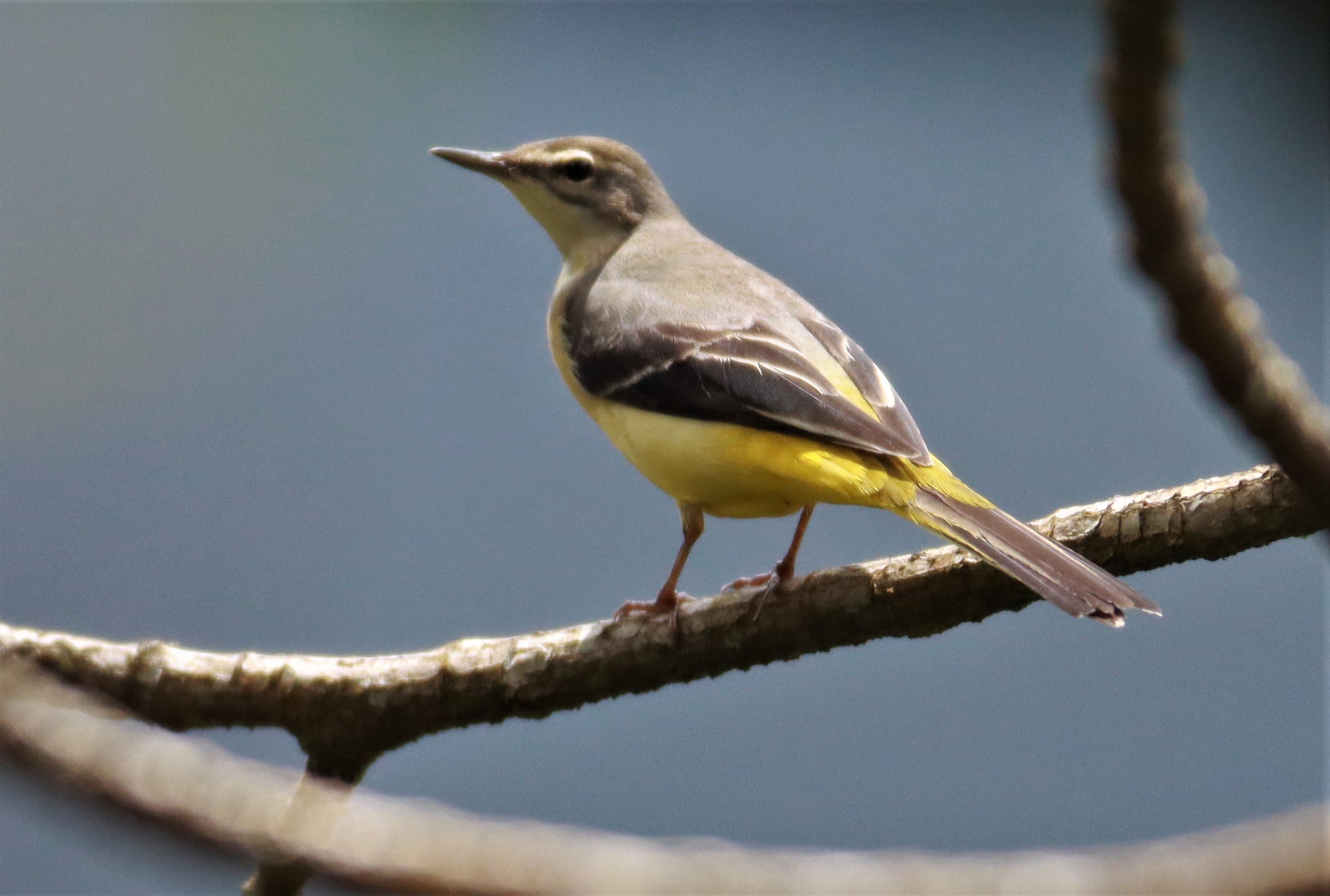 GREY WAGTAIL - Motacilla cinerea - CHONG YEN CAMPSITE MAE WONG NATIONAL PARK (30).jpg