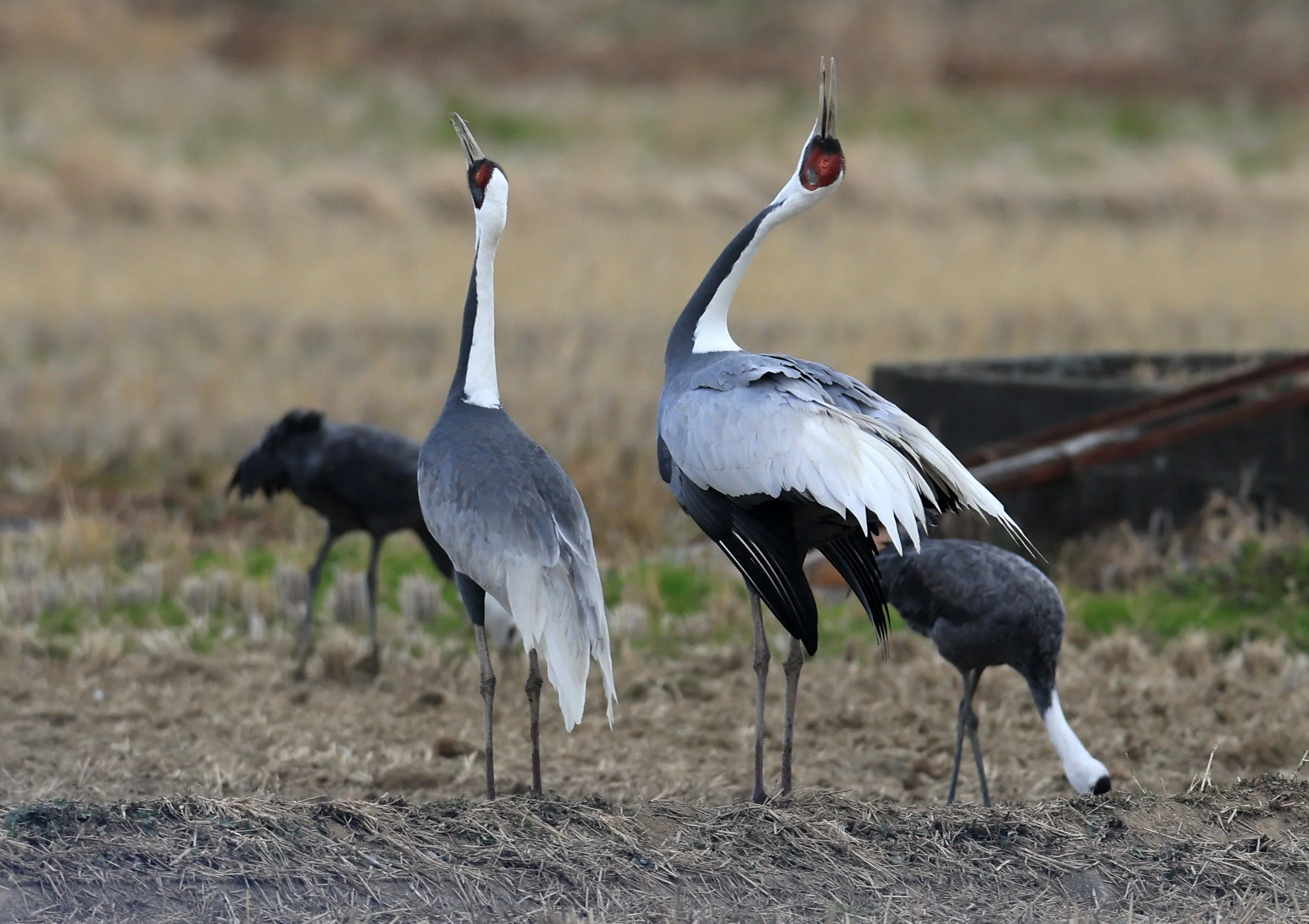 White-naped Crane (Antigone vipio) Izumi Crane Park & Center, Izumi Kagoshima Kyushu Japan (135).jpg